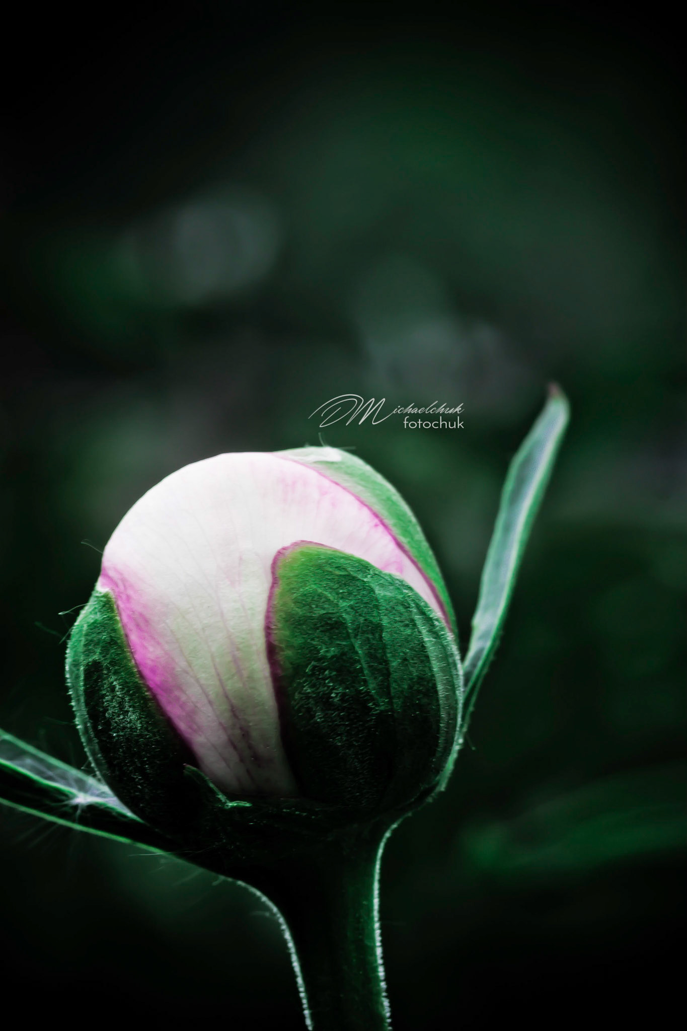 A flower bud before blooming.  Taken in the St. Albert botanical gardens.