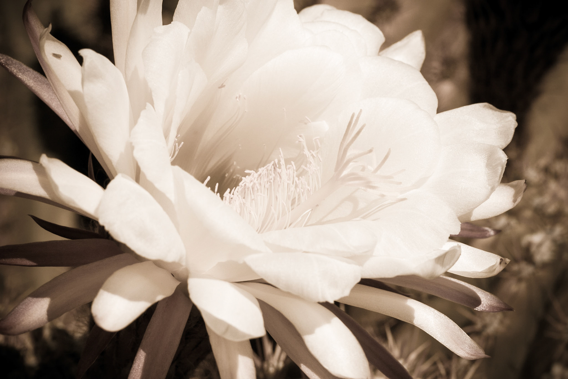 These amazing flowers bloom off the cactus so quickly and fade away the very next day.