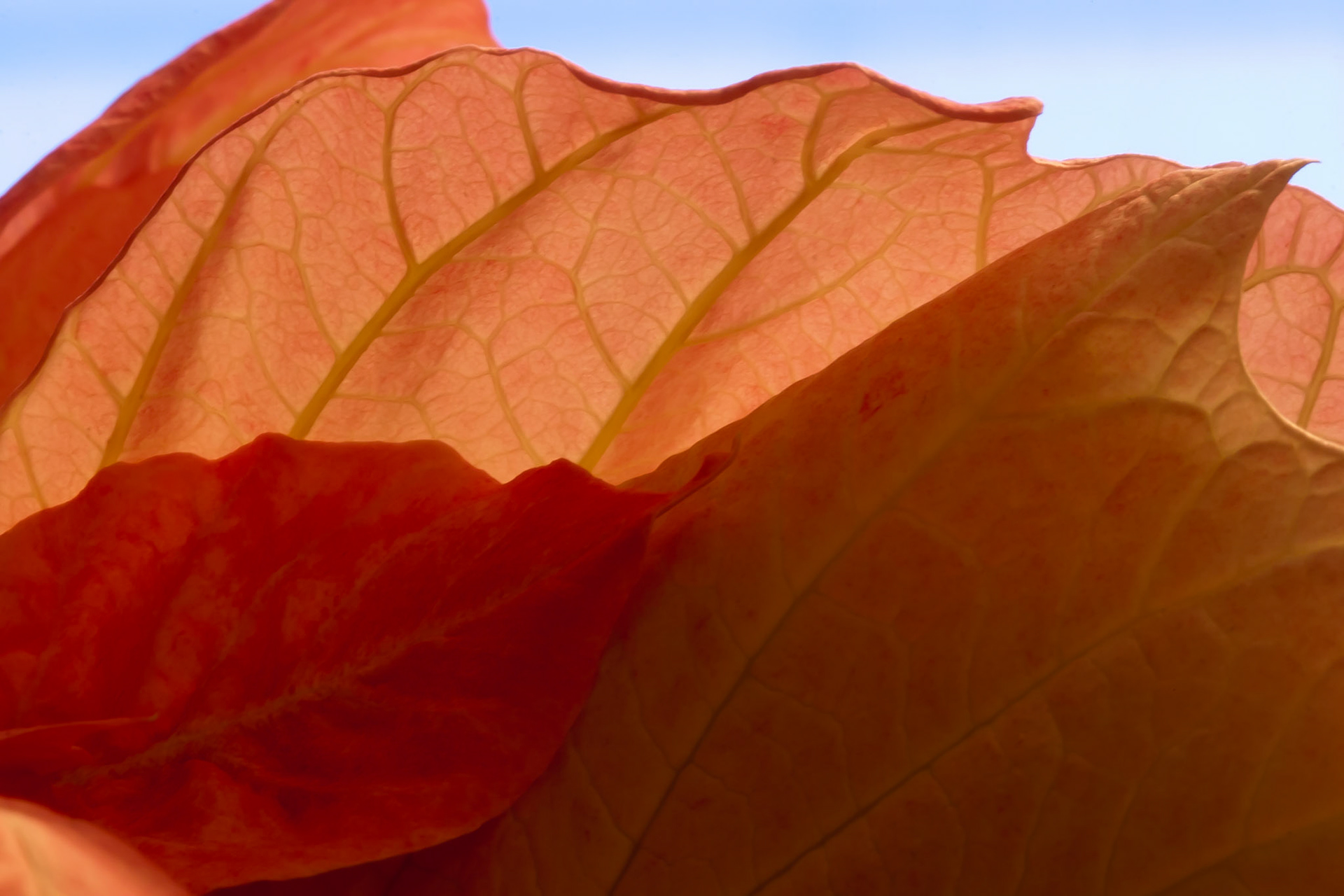 The detail within these leaves amazed me.  It was best brought out with backlighting.
