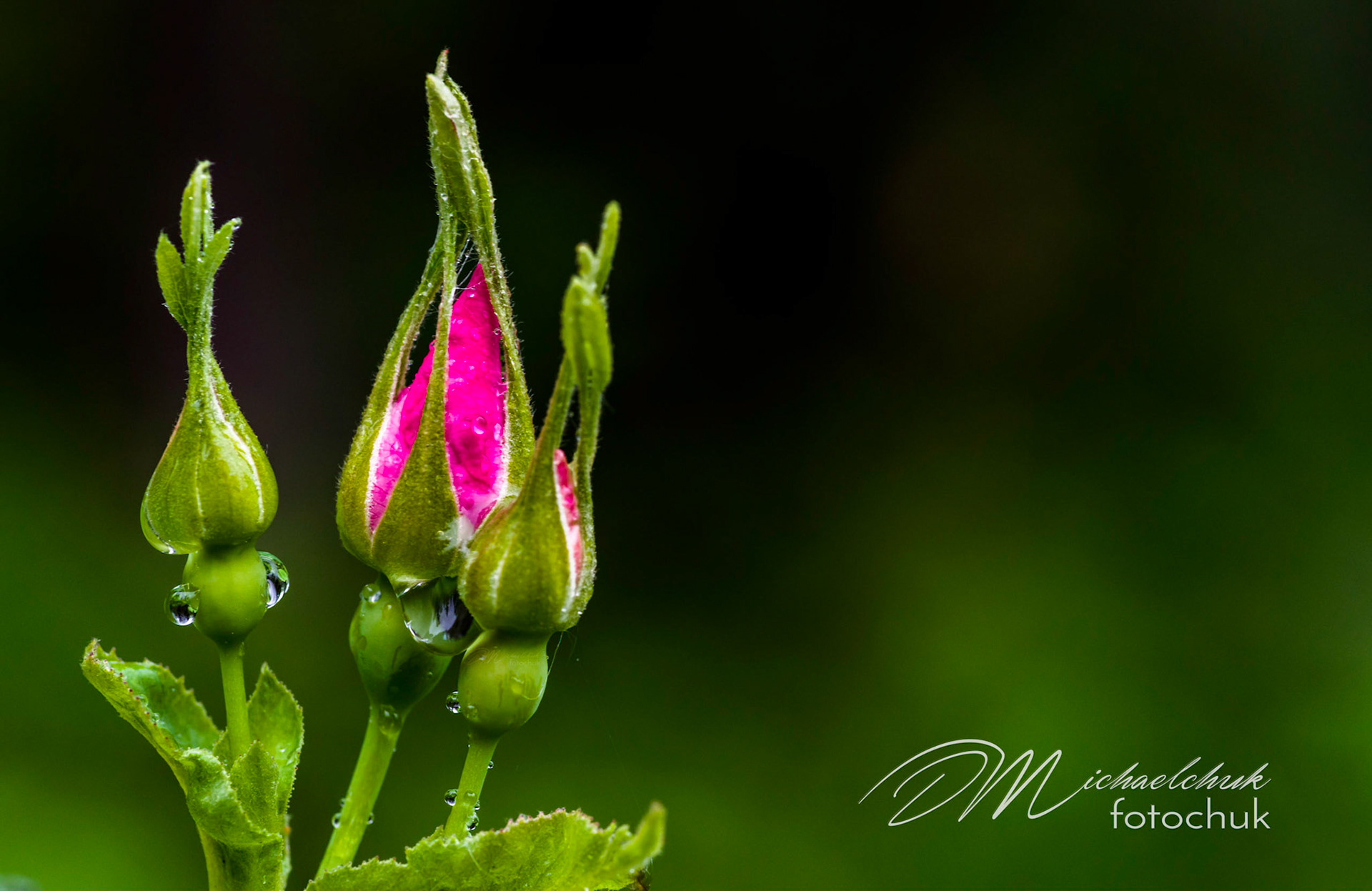 Thes Alberta Wild Rose buds are absorbing the showers in order to bloom.