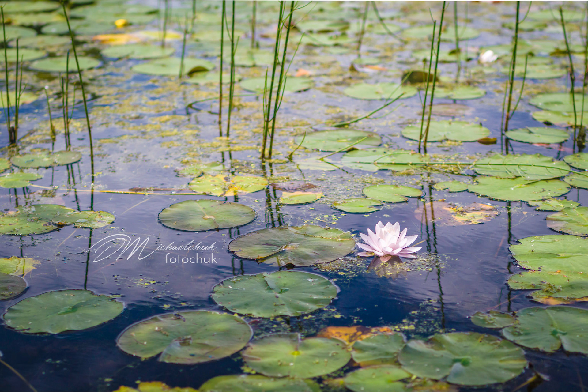 One flower amongst the lillis.