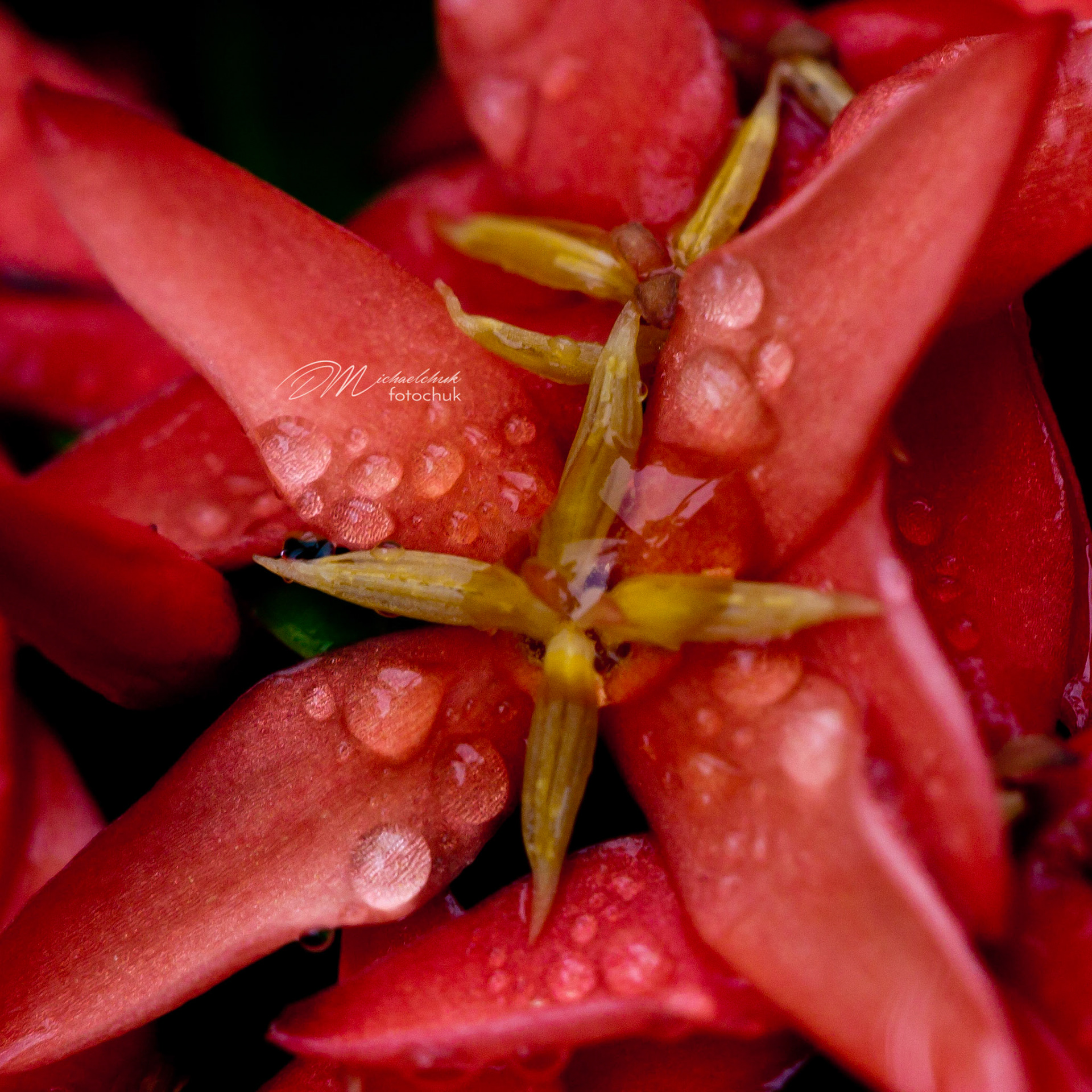 The Morning dew collected nicely on this tiny flower in Kauai.