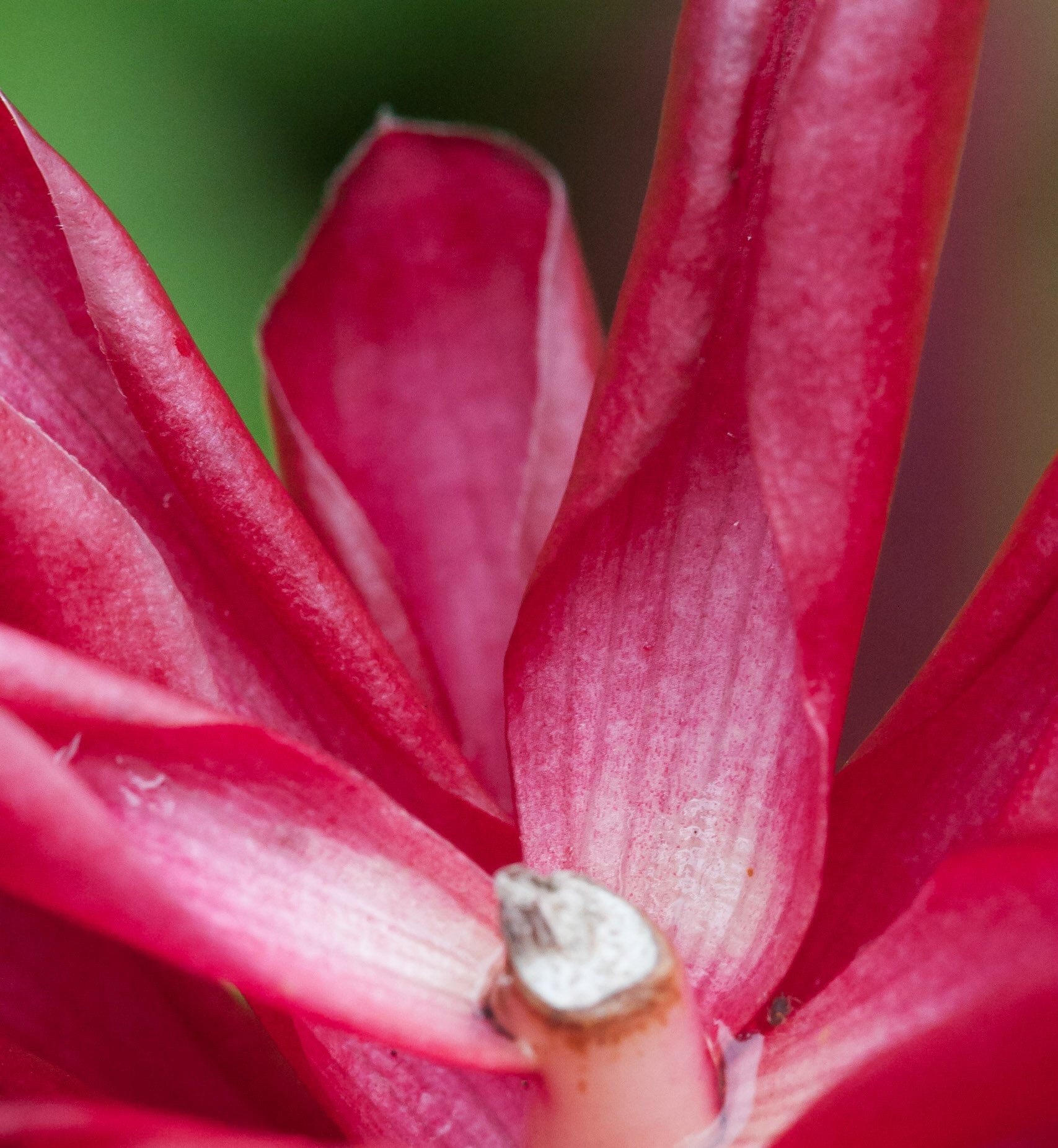 I am not sure if this tropical beauty is a flower or not, but these petals or leaves had a lot of color and nice curls.