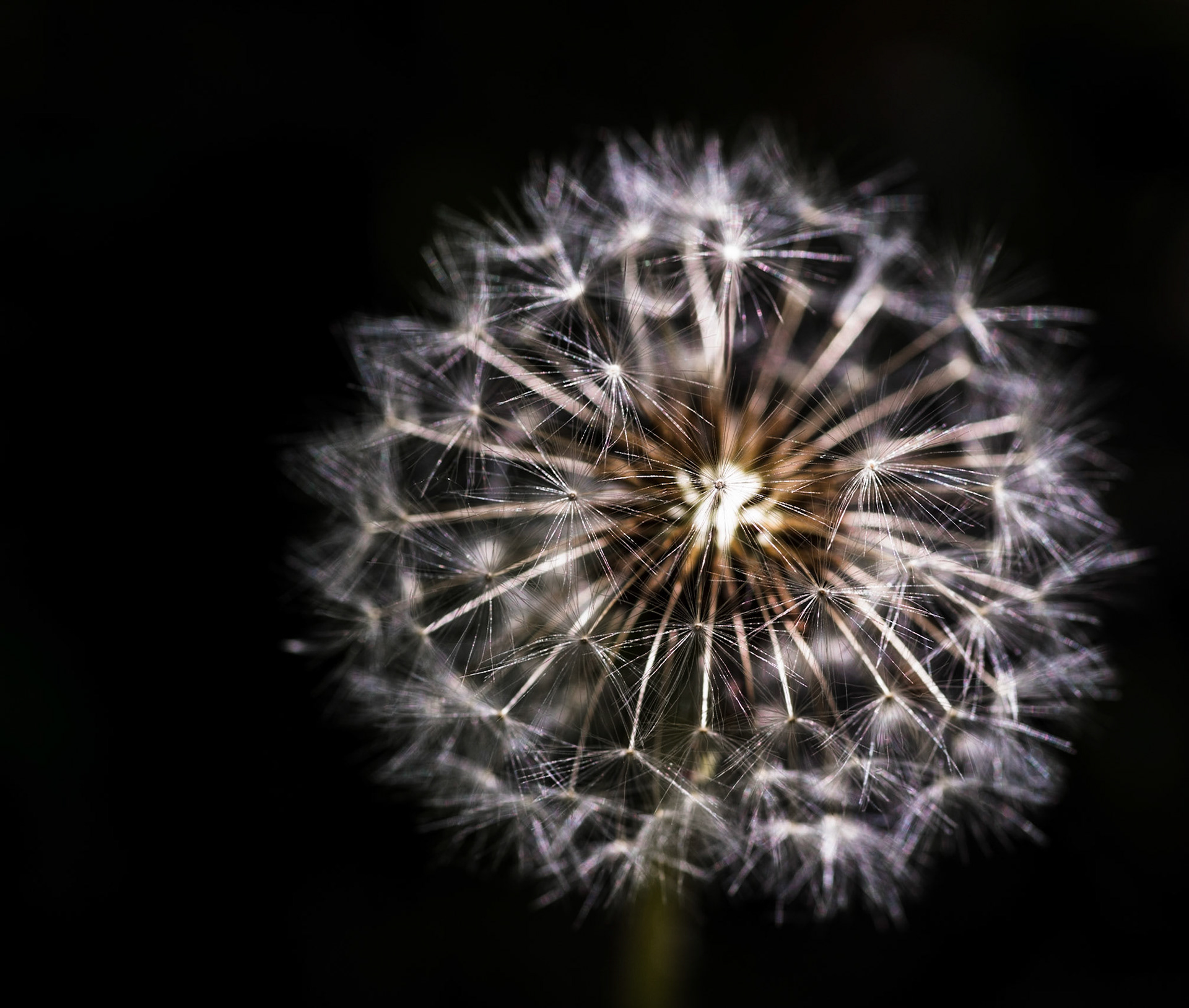 A close up shot of a Dandelion ready to spread its seed.