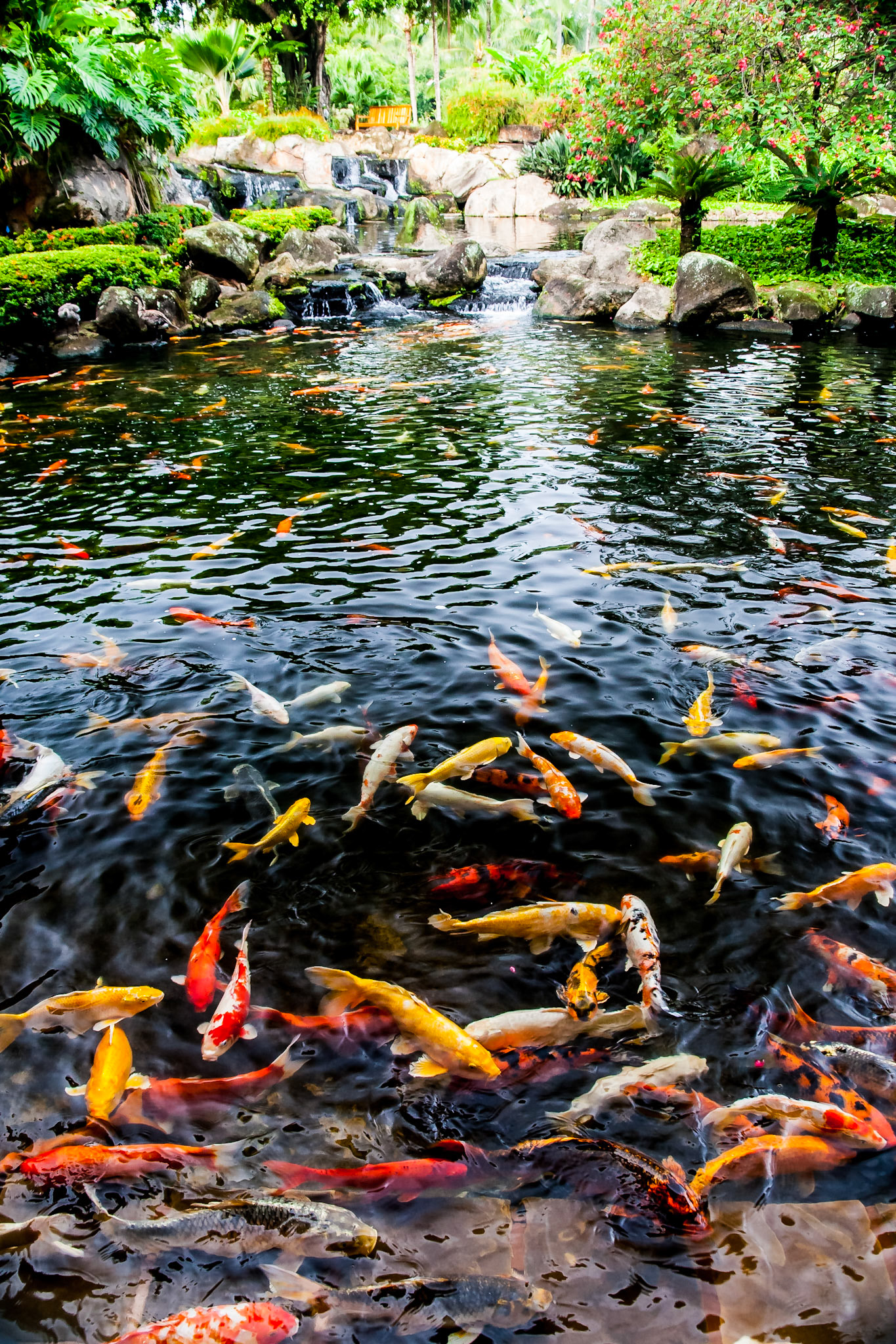 A Number of Koi are collecting here for breakfast at the Kauai Marriott Resort.