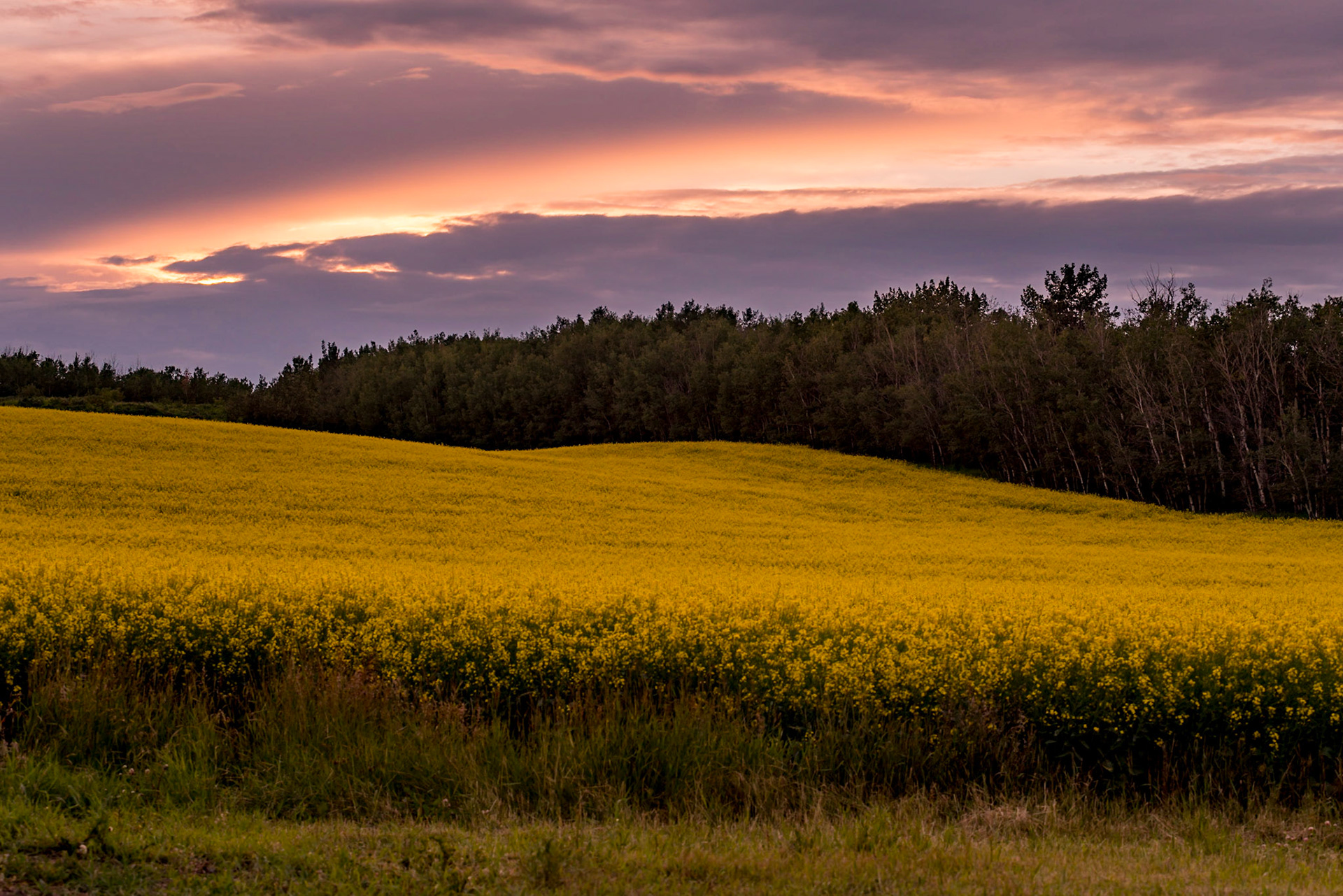 Along a hill side in Sturgeon County, Alberta, the sun sets over a blooming canola field.