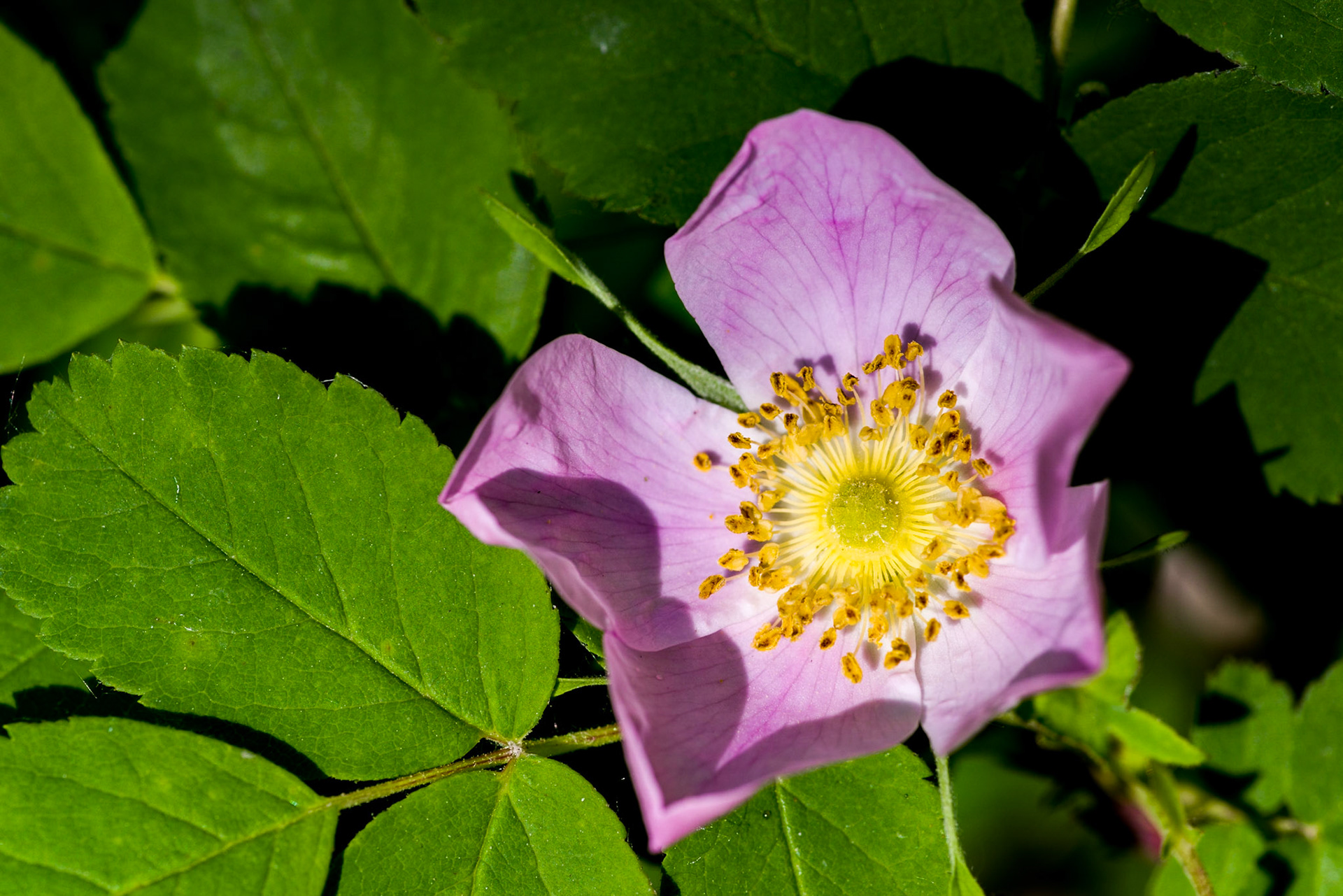 On a warm spring morning an Alberta wild rose opens up to the sun.
