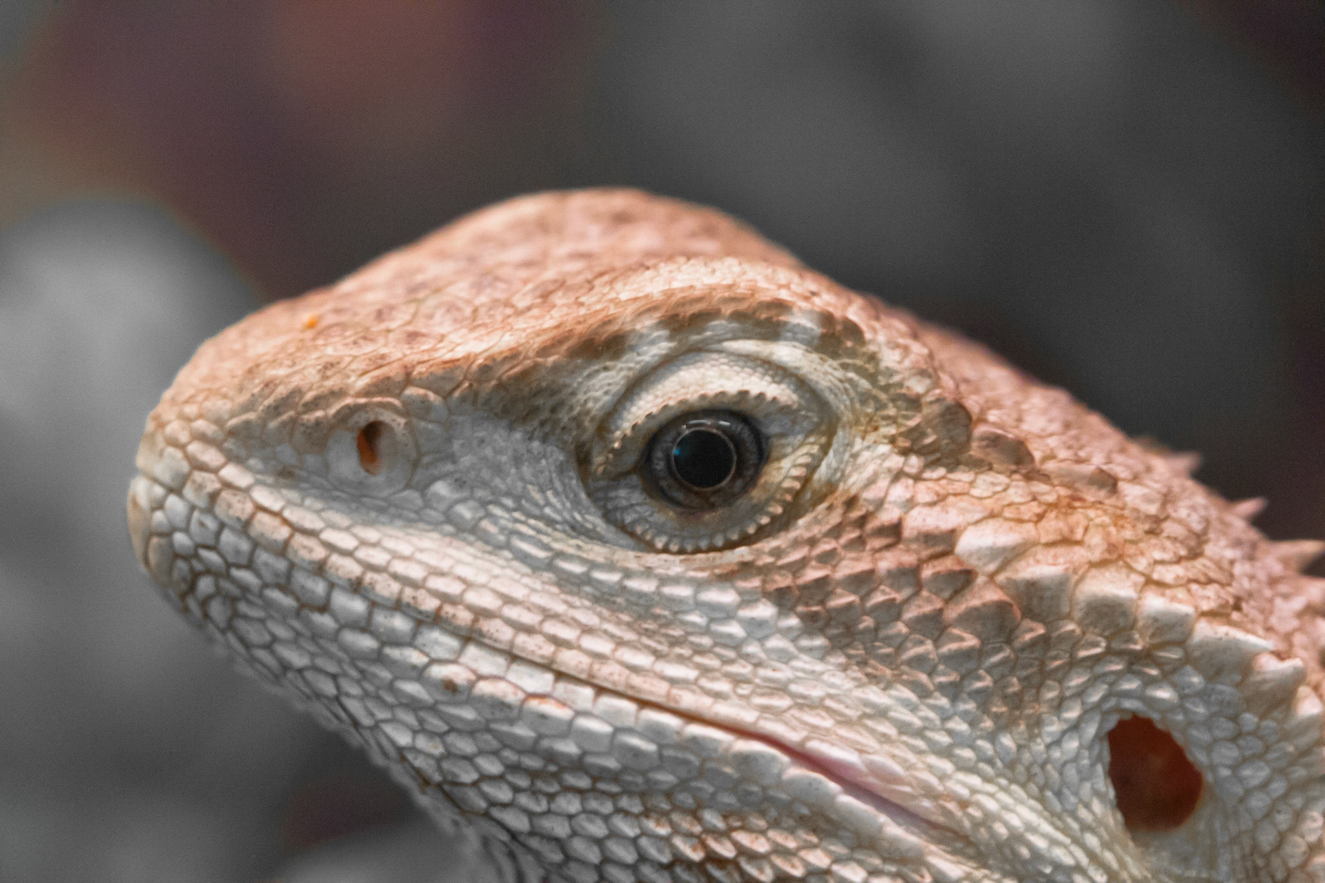 This is a close up of this small lizard, Bearded Dragon.