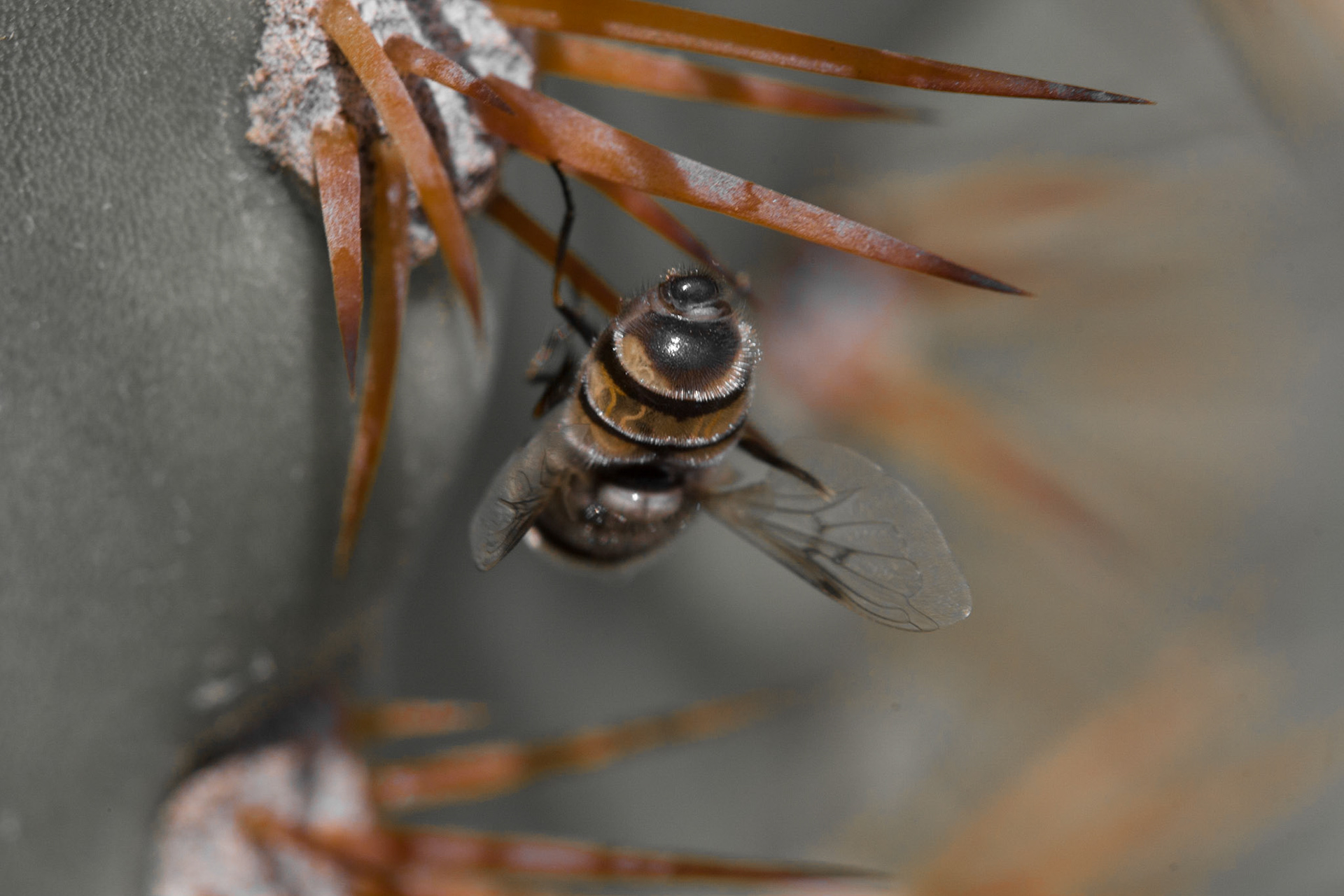 Bumble bee struts his stuff on the thorns of a cactus in Arizona.