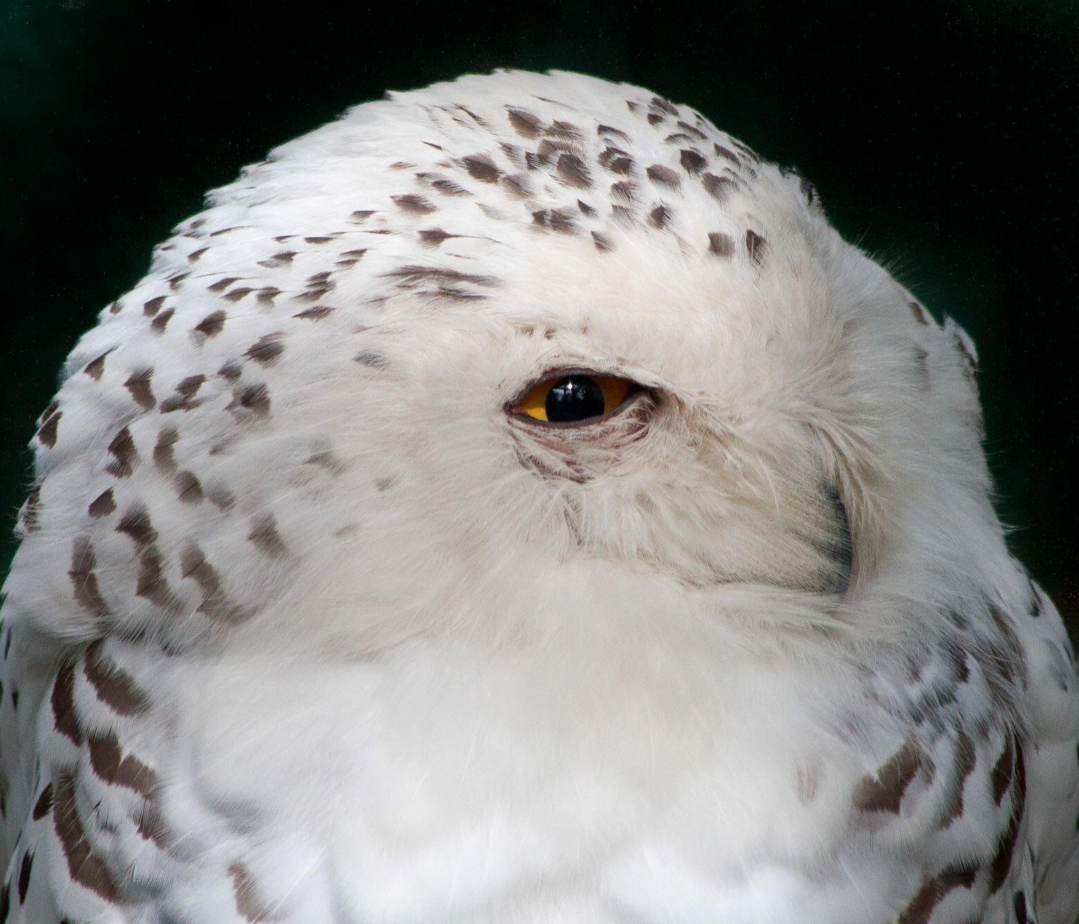 This is a close up on a snow owl’s eye.  I love the patterns of their feathers around the head.
