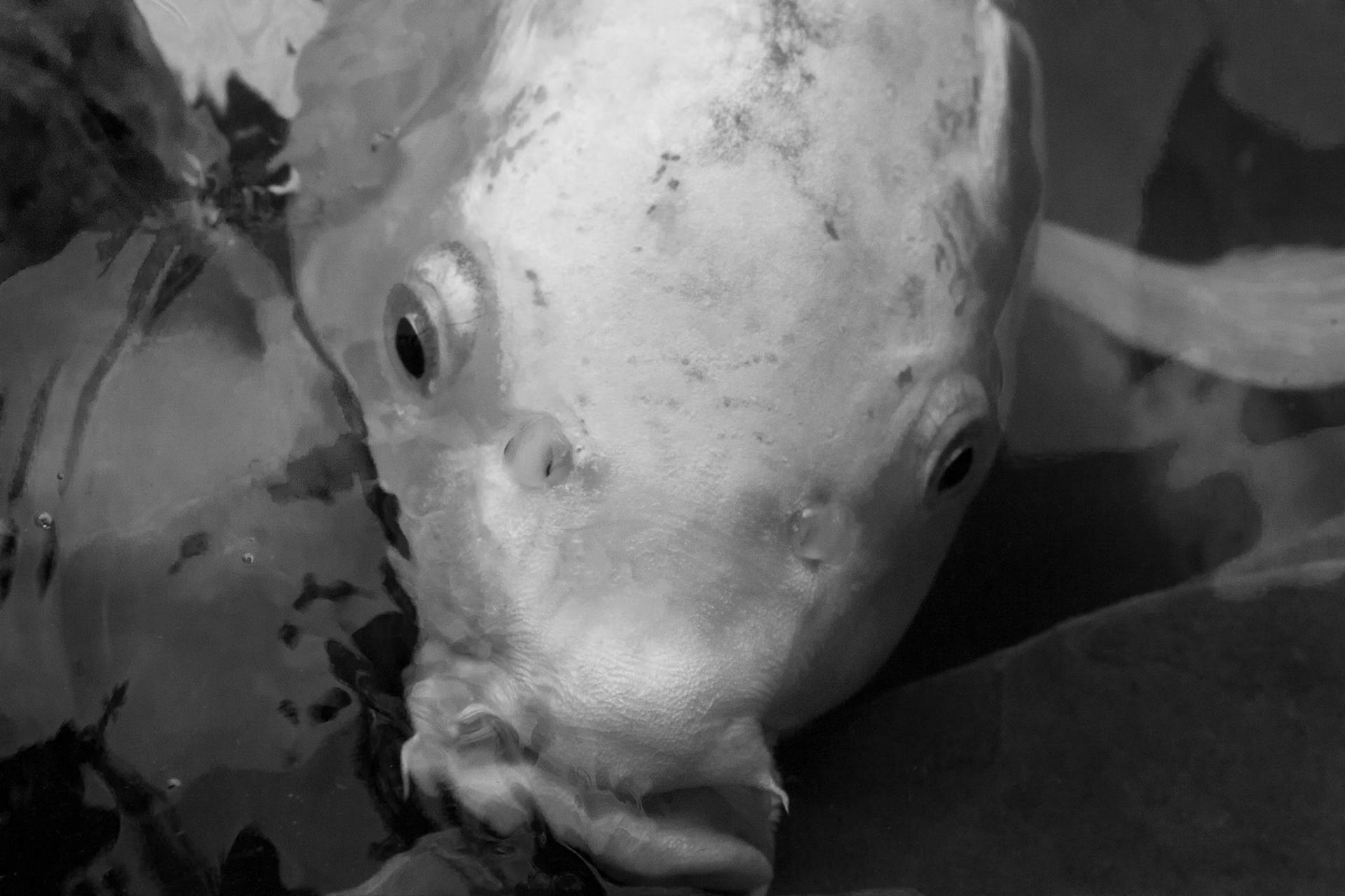 This portrait of a Koi fish almost seems to have a personality.