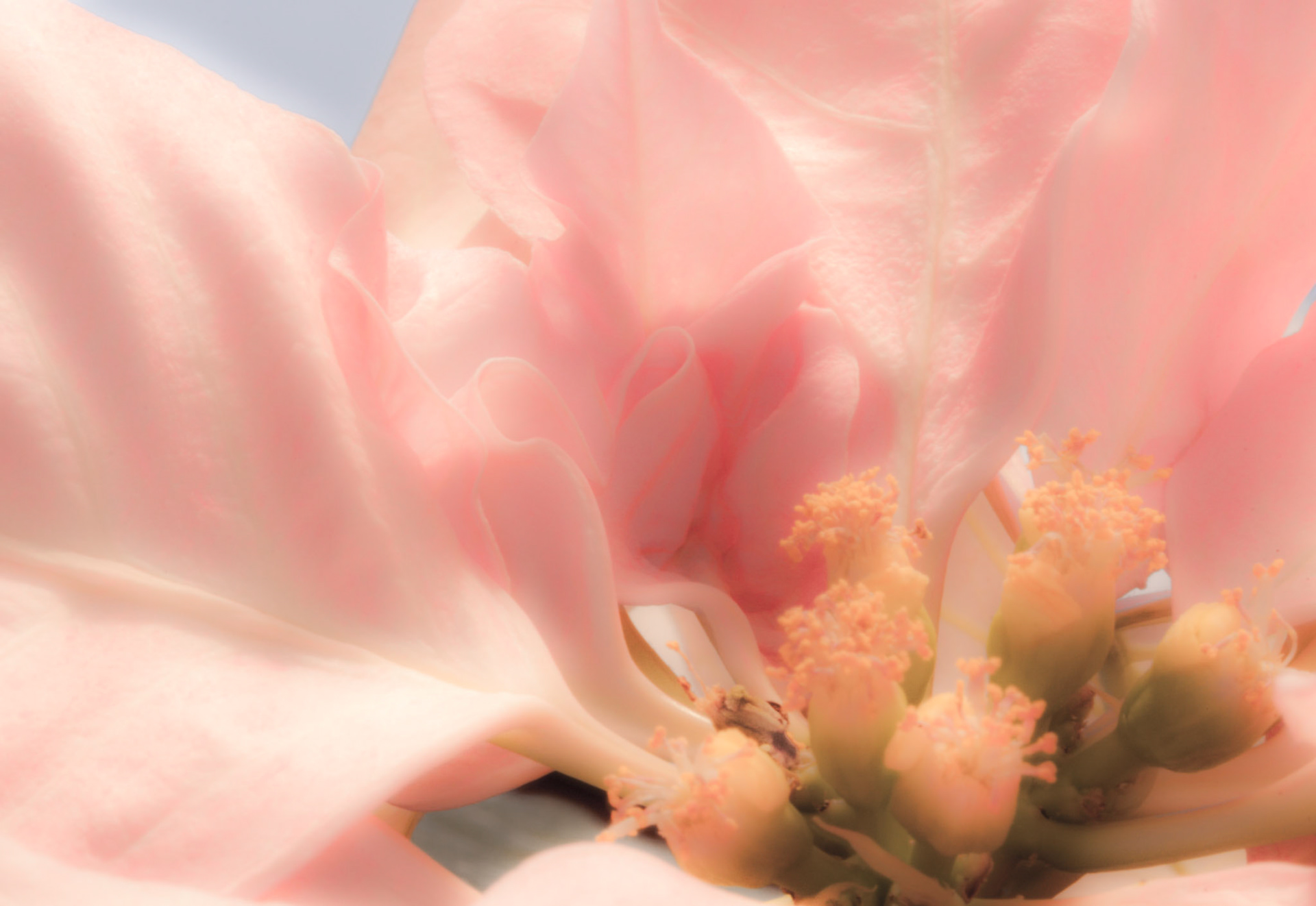 This is a close up shot of a Pink Poinsetta softened up for a slight glow affect.