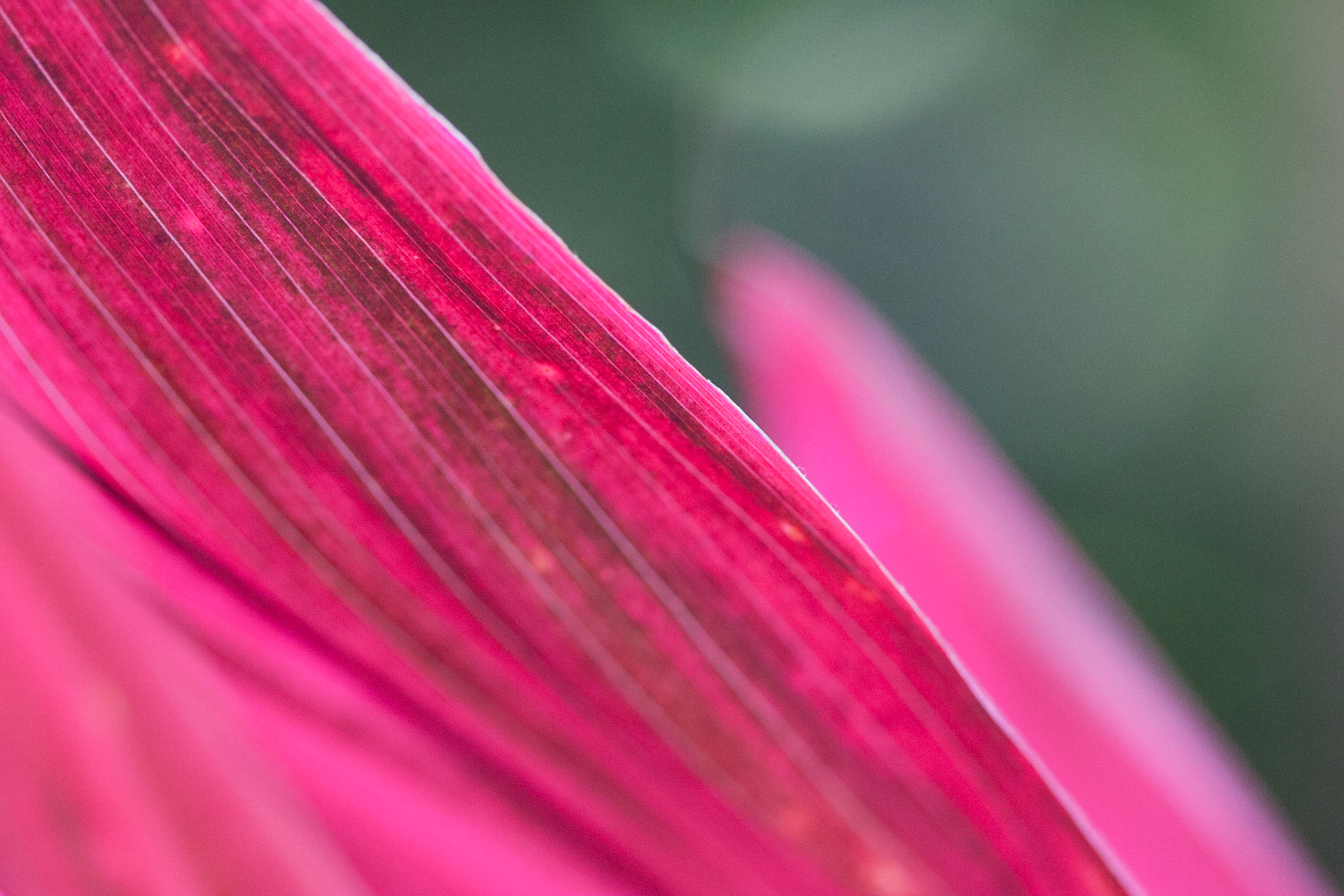 This is a very close/macro shot of a tropical flower highlighting the edge of the petal.  It was taken on the wonderful island of Kauai.
