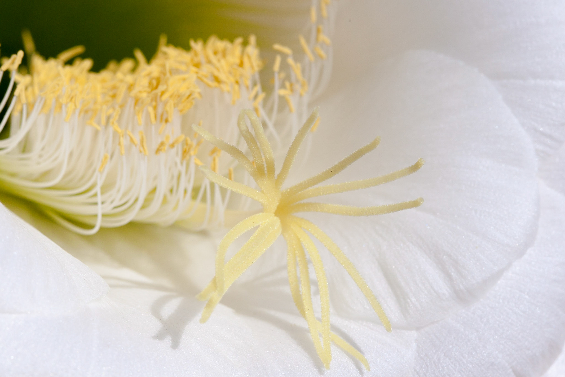 Looking into the soft white flower blooming off a cactus in Arizona.