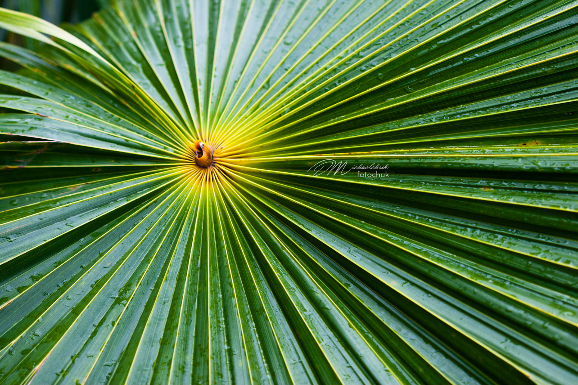 In a tropical garden in Kauai, this leaf had a very obvious and dominant circular pattern.