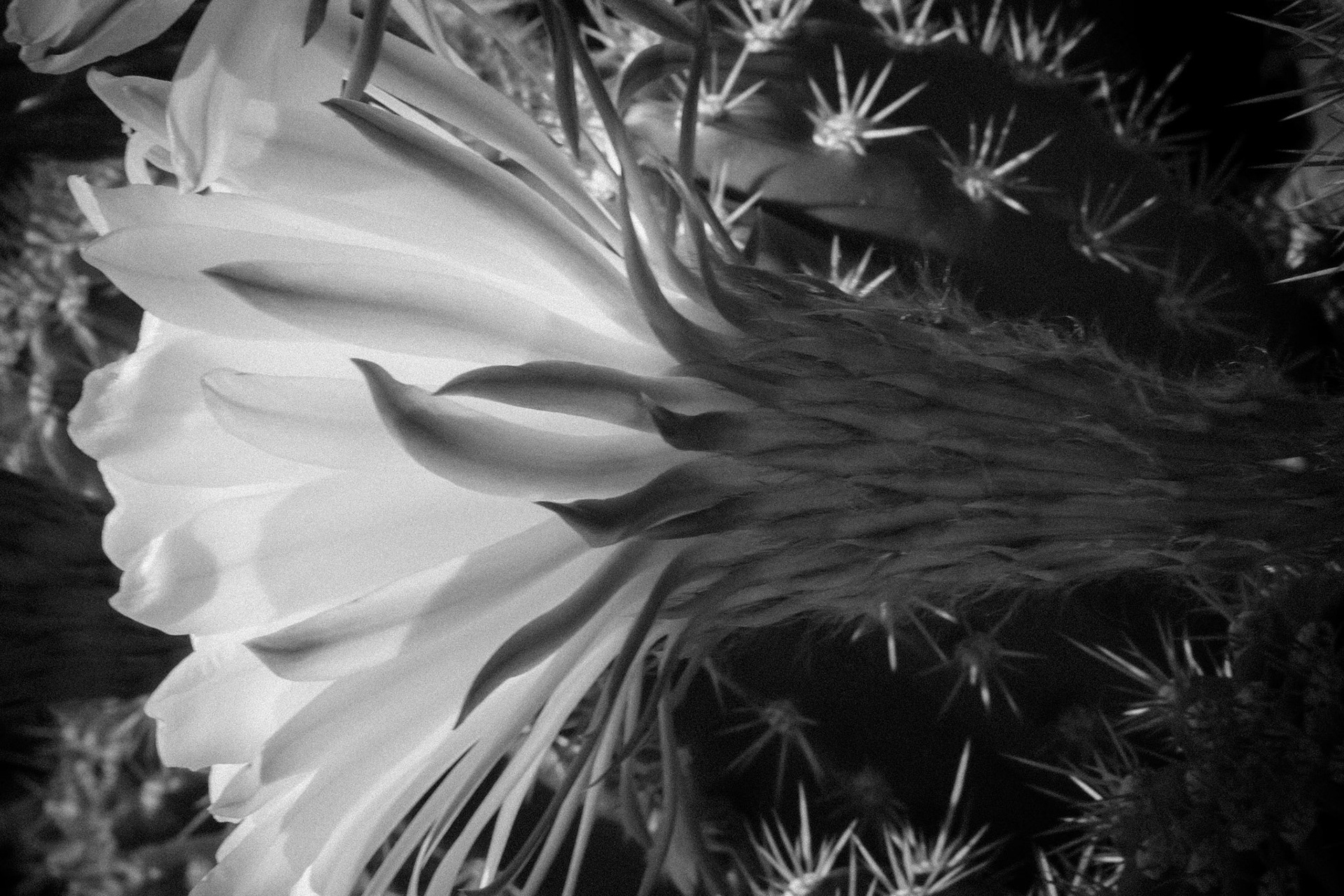 These amazing flowers coming off the cactus have long woven exterior petals processed in black and white