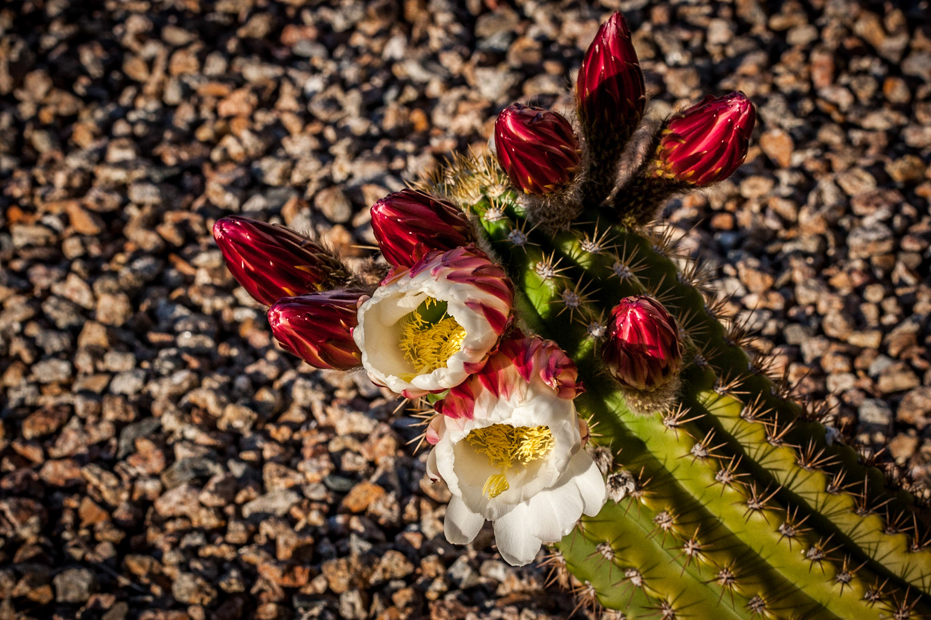 A group of flowers prepare to bloom in stages at the tip of this cactus.