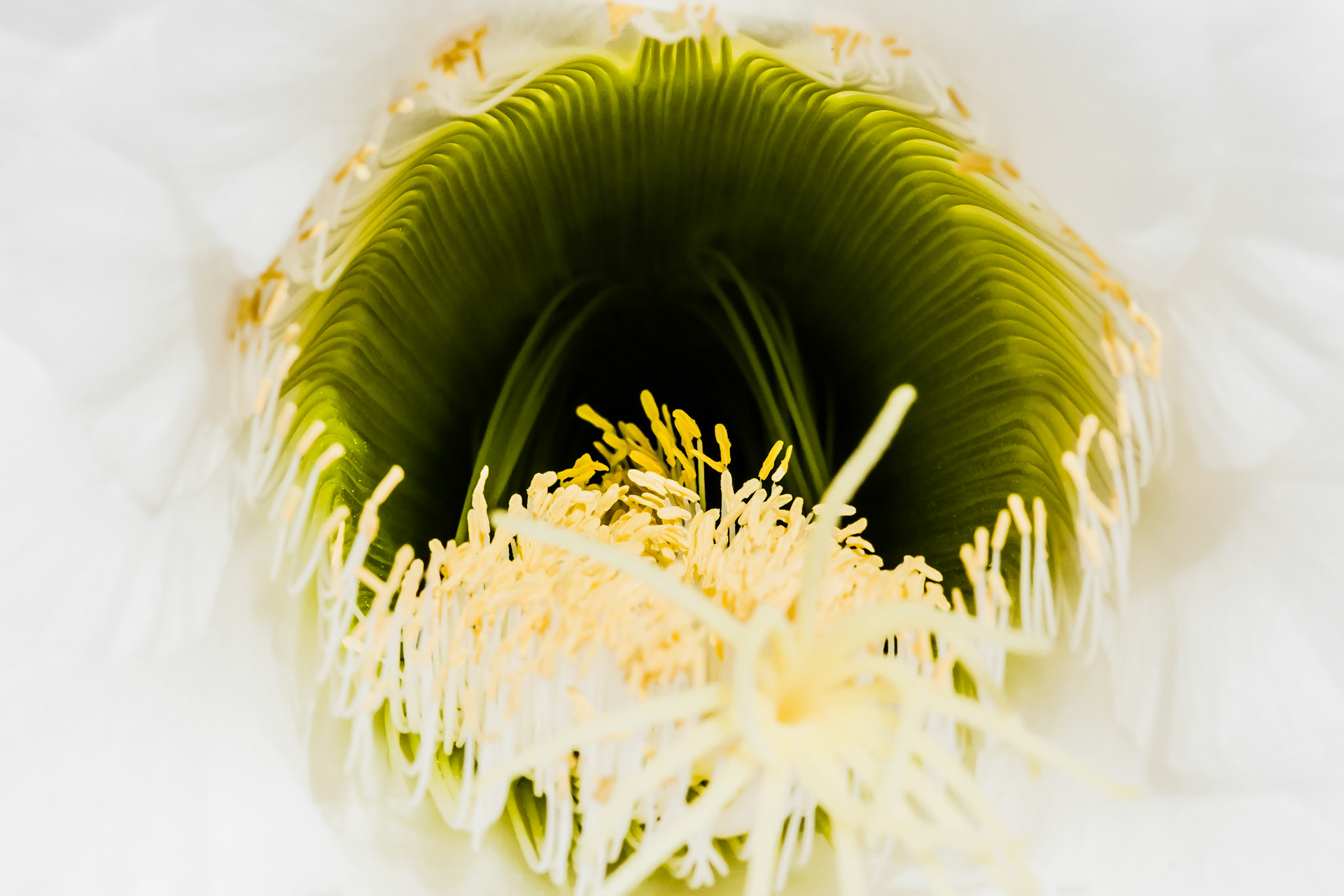 This is a shot staring deep into the depths of the a cactus flower.