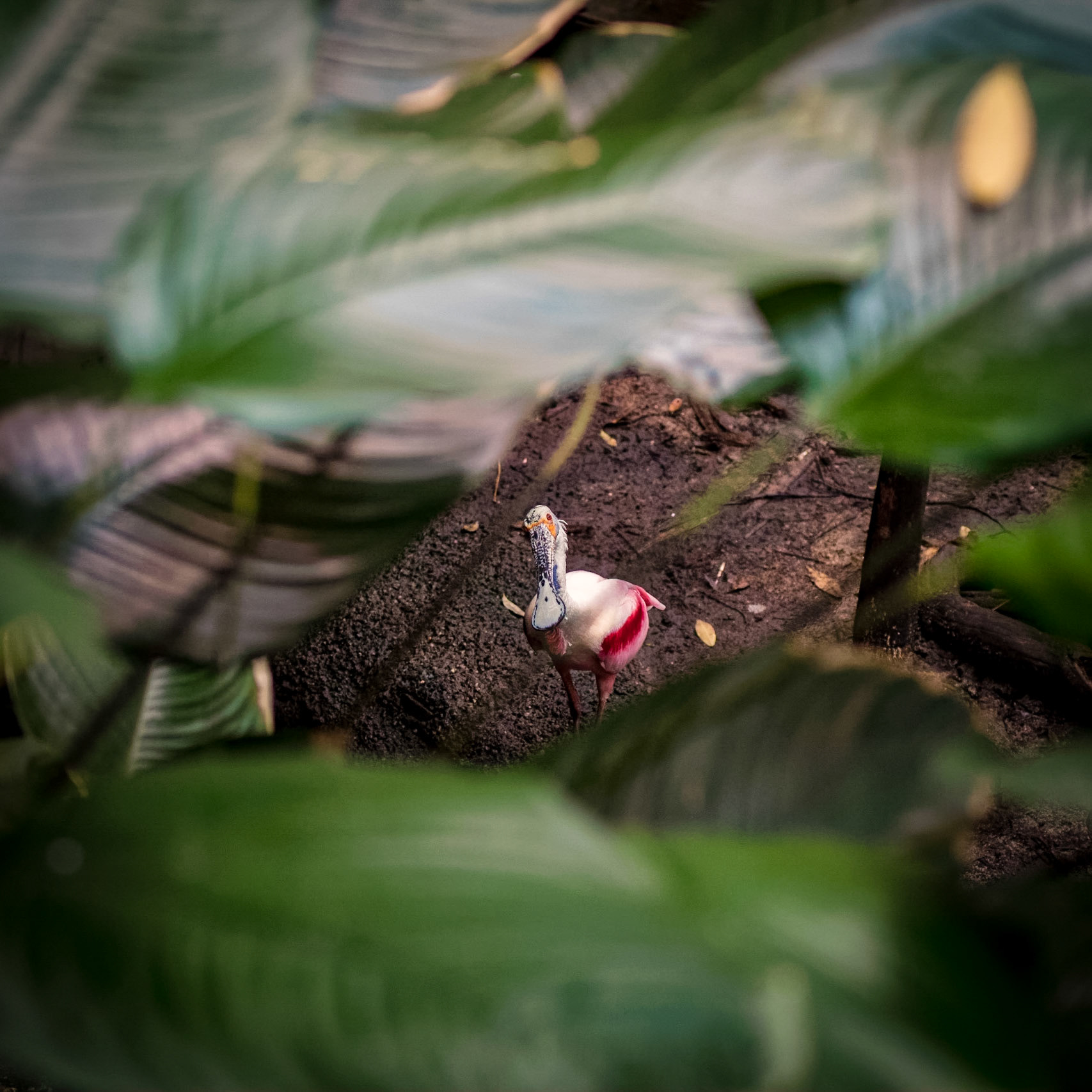 This Roseate Spoonbill was nicely framed through the leaves and just as curious about me as I was about him.