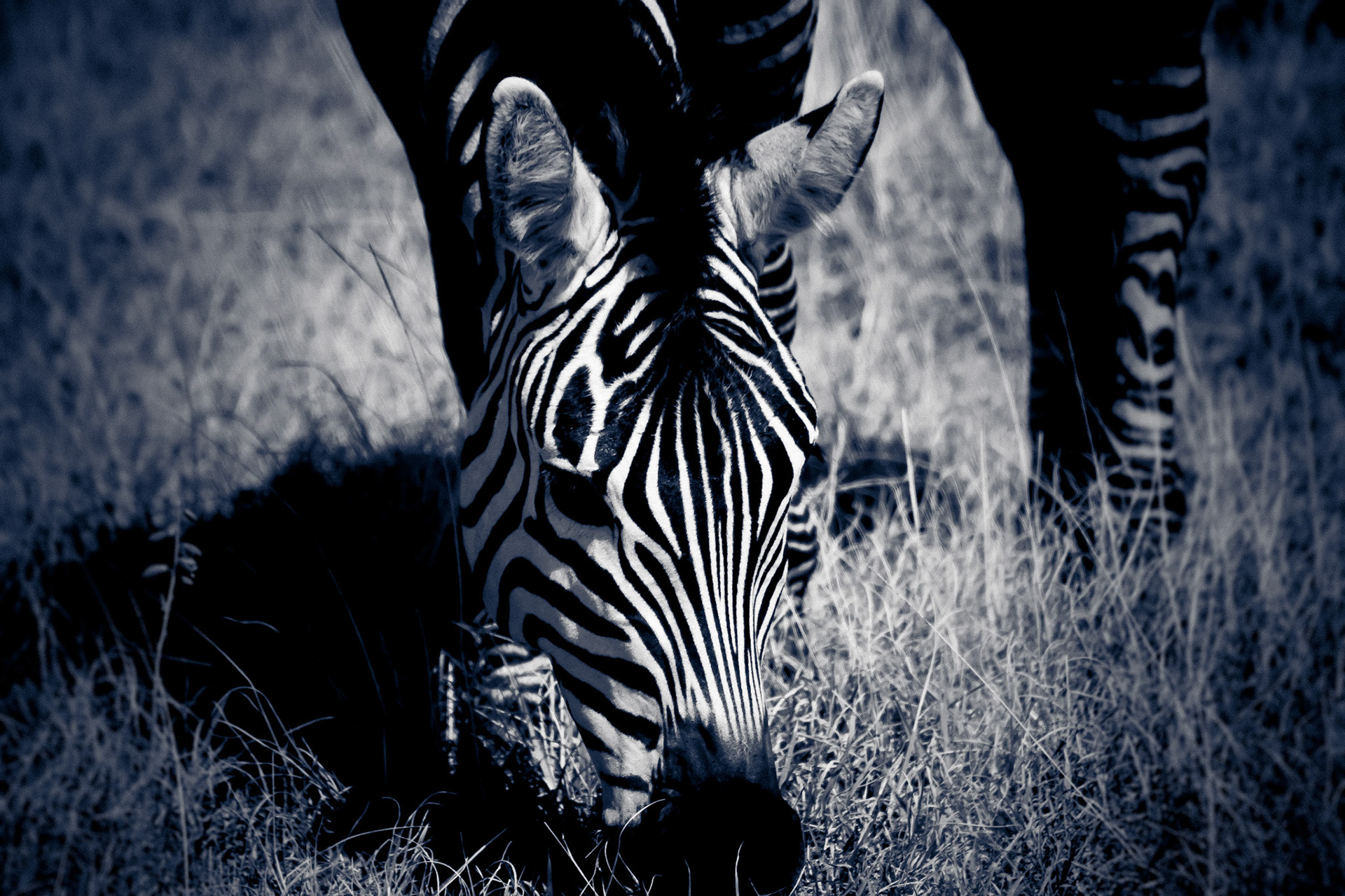 This zebra is grazing at the floor of the Ngorongoro Crater.  Some high contrast editing applied for affect.