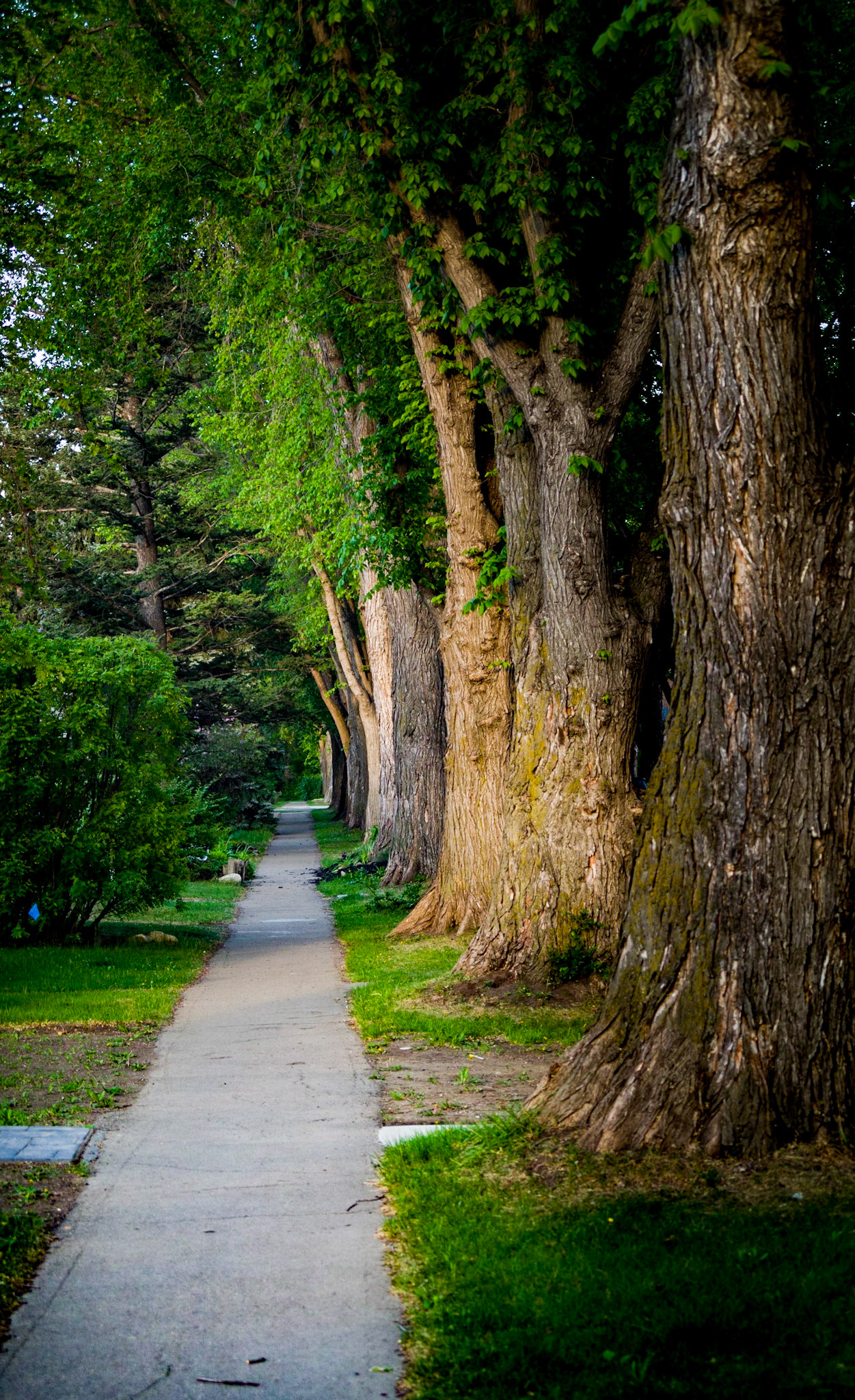A sidewalk on the south side of Edmonton with nice mature trees.