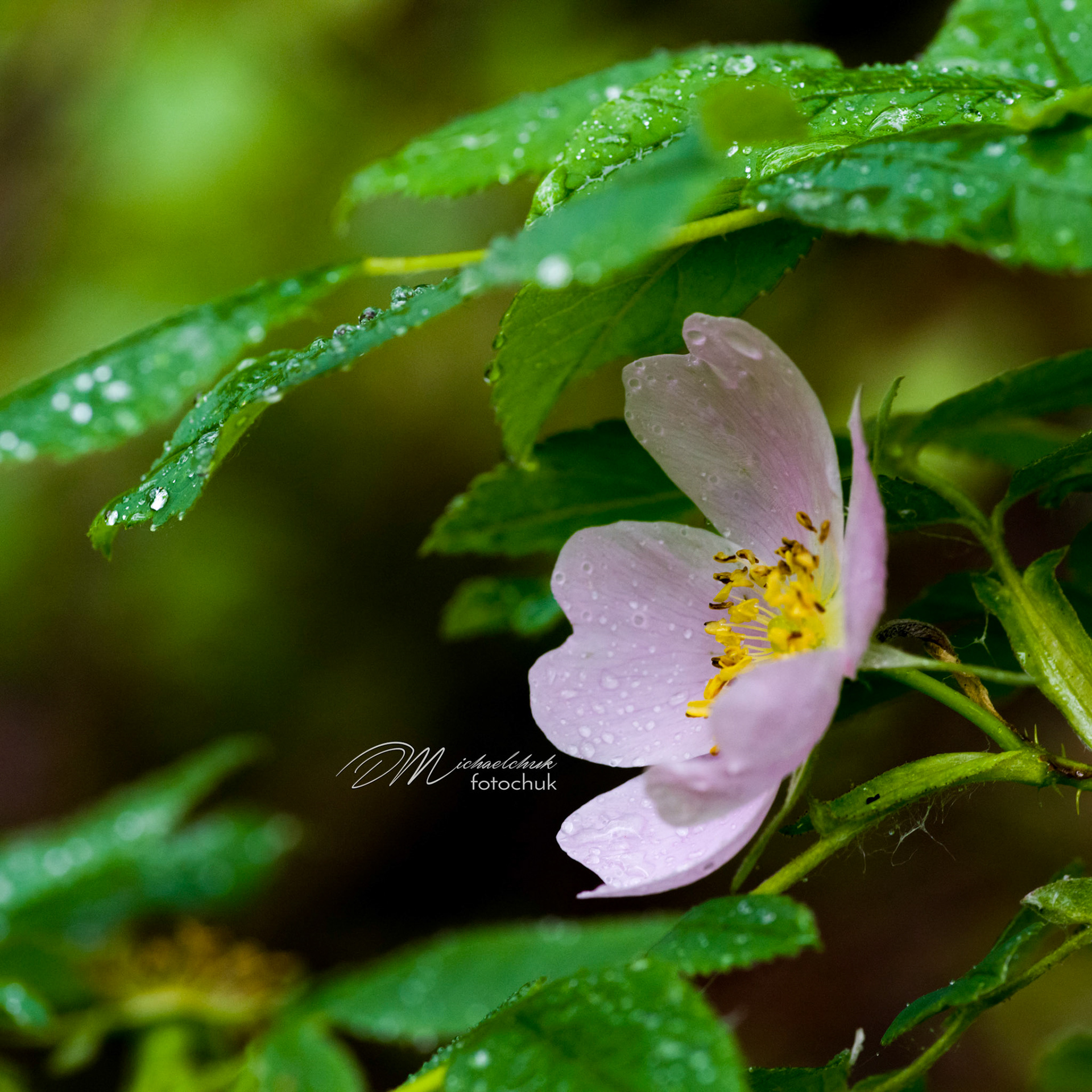 This Alberta Wild Rose didn't get as much rain as the others due to its shelter.