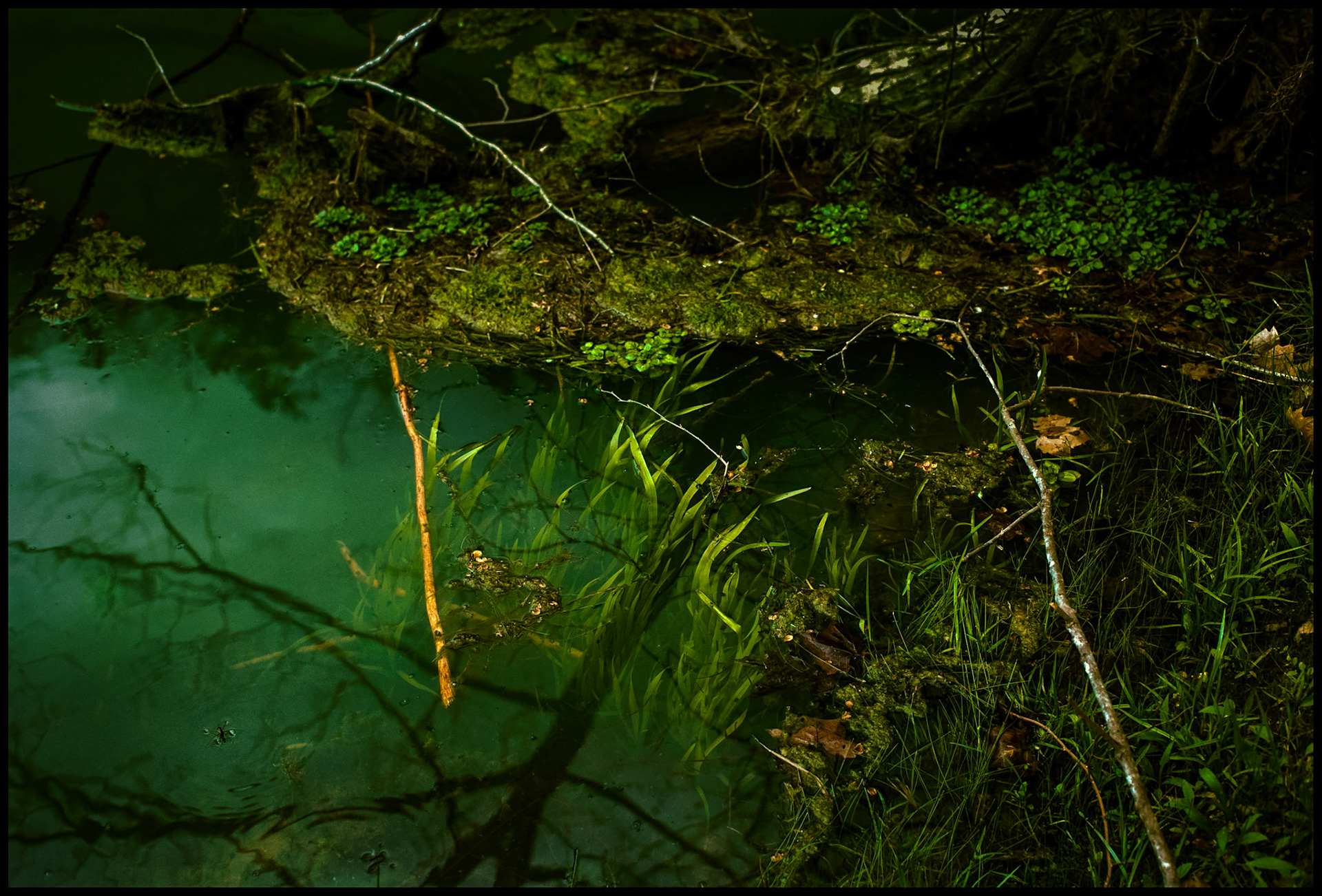 An abstract streamside still life of water grass, fallen branches , including an orange one, and a tree shadow at the edge of Alley Spring near Eminence, Missouri USA 1993
