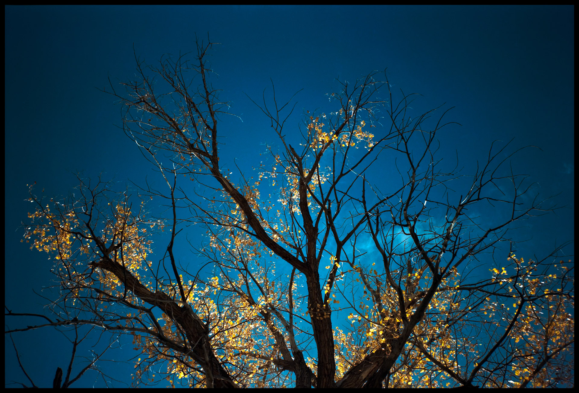 A silouhetted tree against a dark blue sky festooned with brilliant yellow back lit leaves. Part of my New Mexico Light and Colorado Heights Series from a trip in 1993.