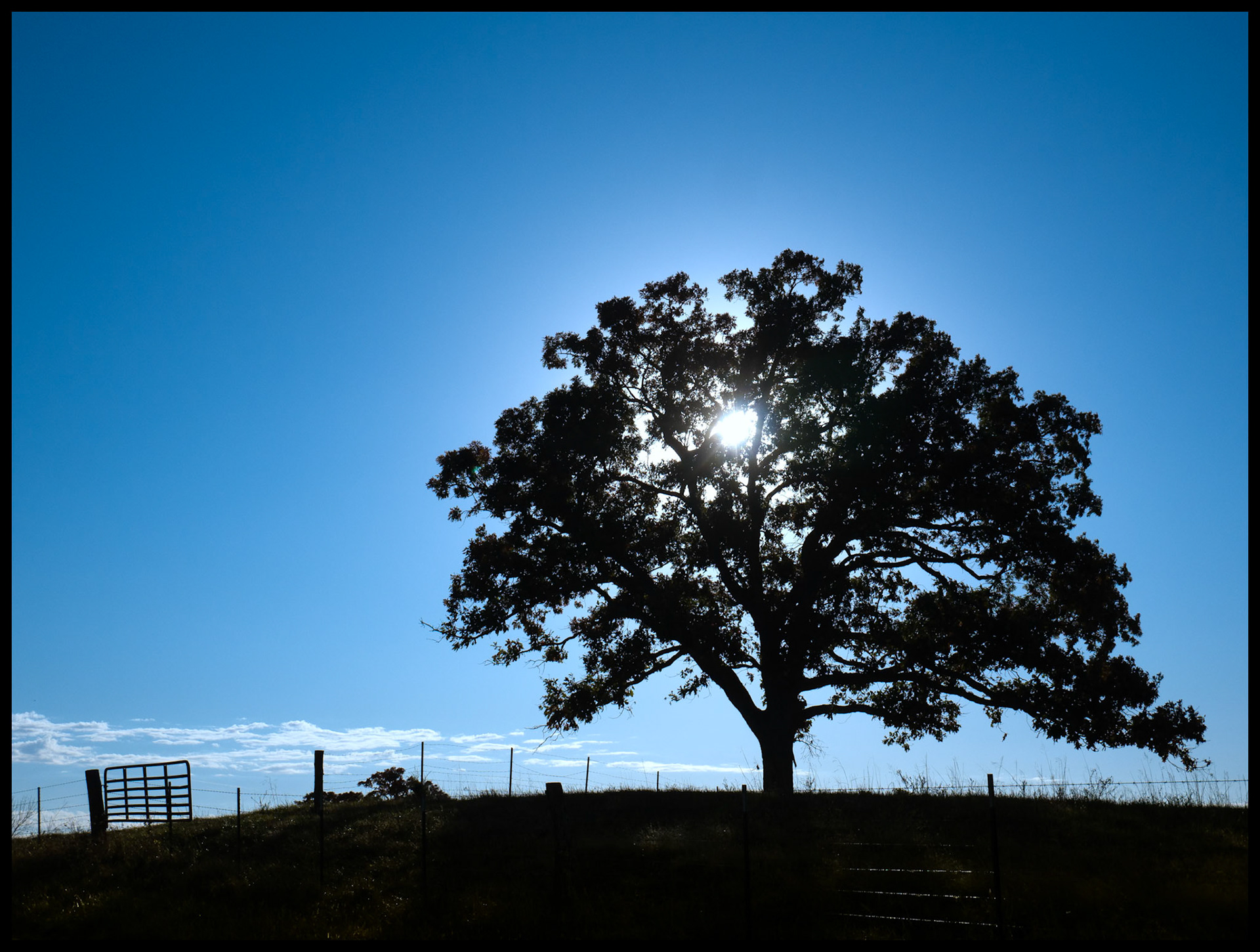 The late afternoon Autumn sun both silhouetting and shining through a solitary hilltop tree surrounded by a deep blue sky, a fencerow, and gate. Near Shibleys Point, Missouri. 2024