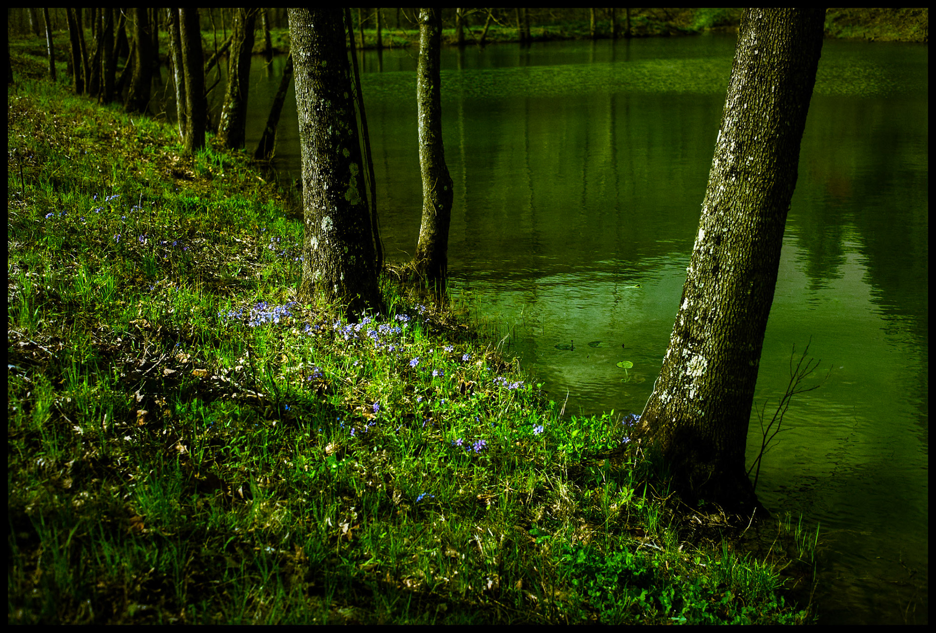 Violet wild flowers blooming next to a lake surrounded by trees in the Missouri Ozarks. 1993