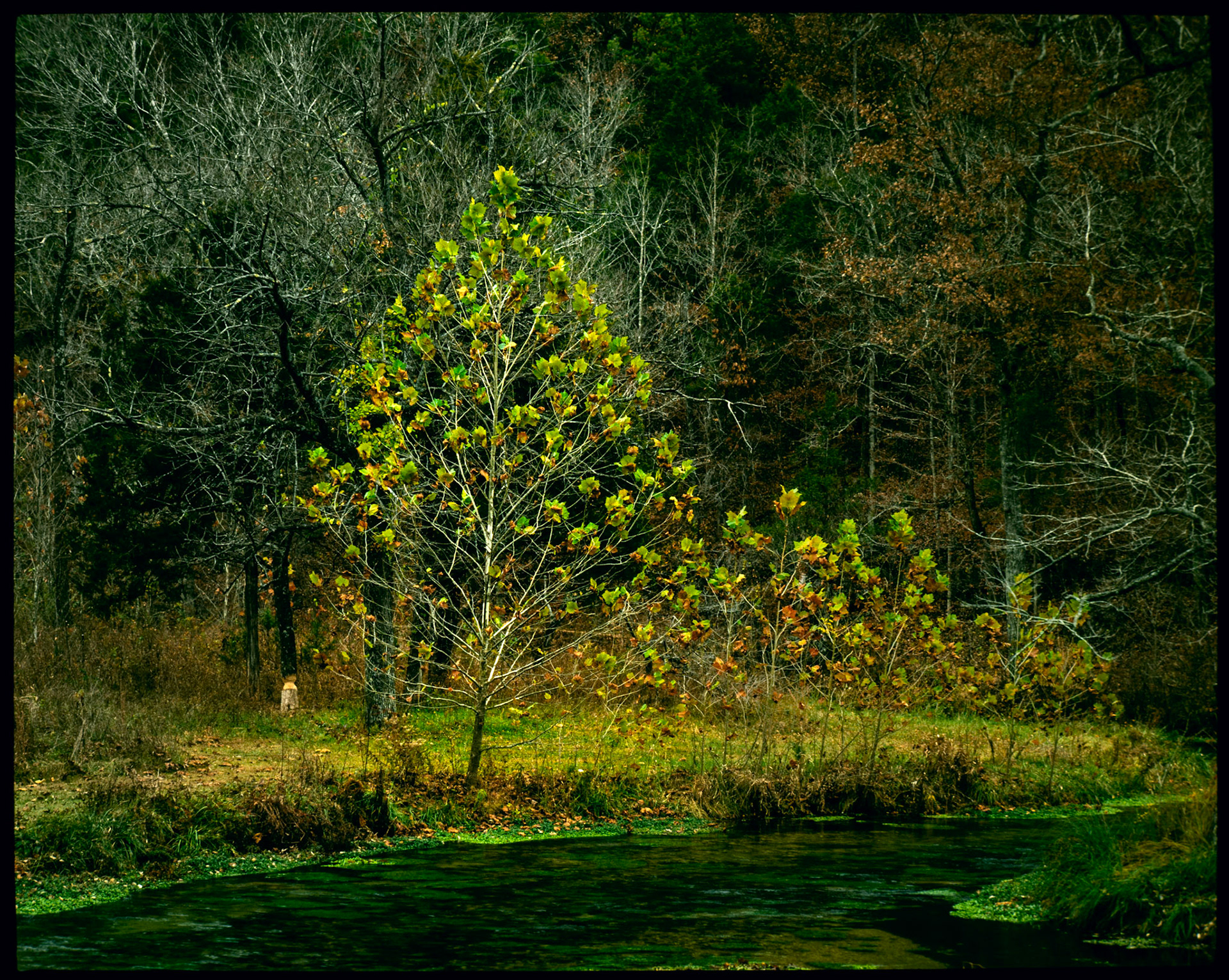 A young Sycamore tree with a row of saplings to its right along the bank of a Missouri Ozark stream in various states of late Autumn color change. Alley Spring Branch at Alley Spring near Eminence, Missouri. Part of the Ozark National Scenic Riverways. 1988