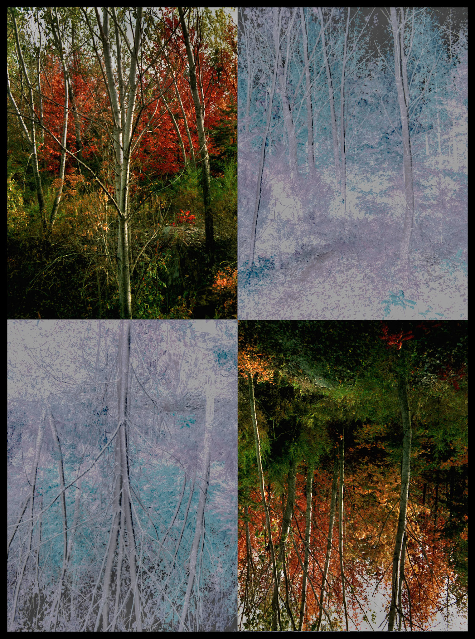 Mirrored and inversed quadrants of a Missouri autumn forest scene with highlighted birch trees and orange, red and yellow leaves with several evergreens. Finger Lakes State Park, Columbia, 1987.