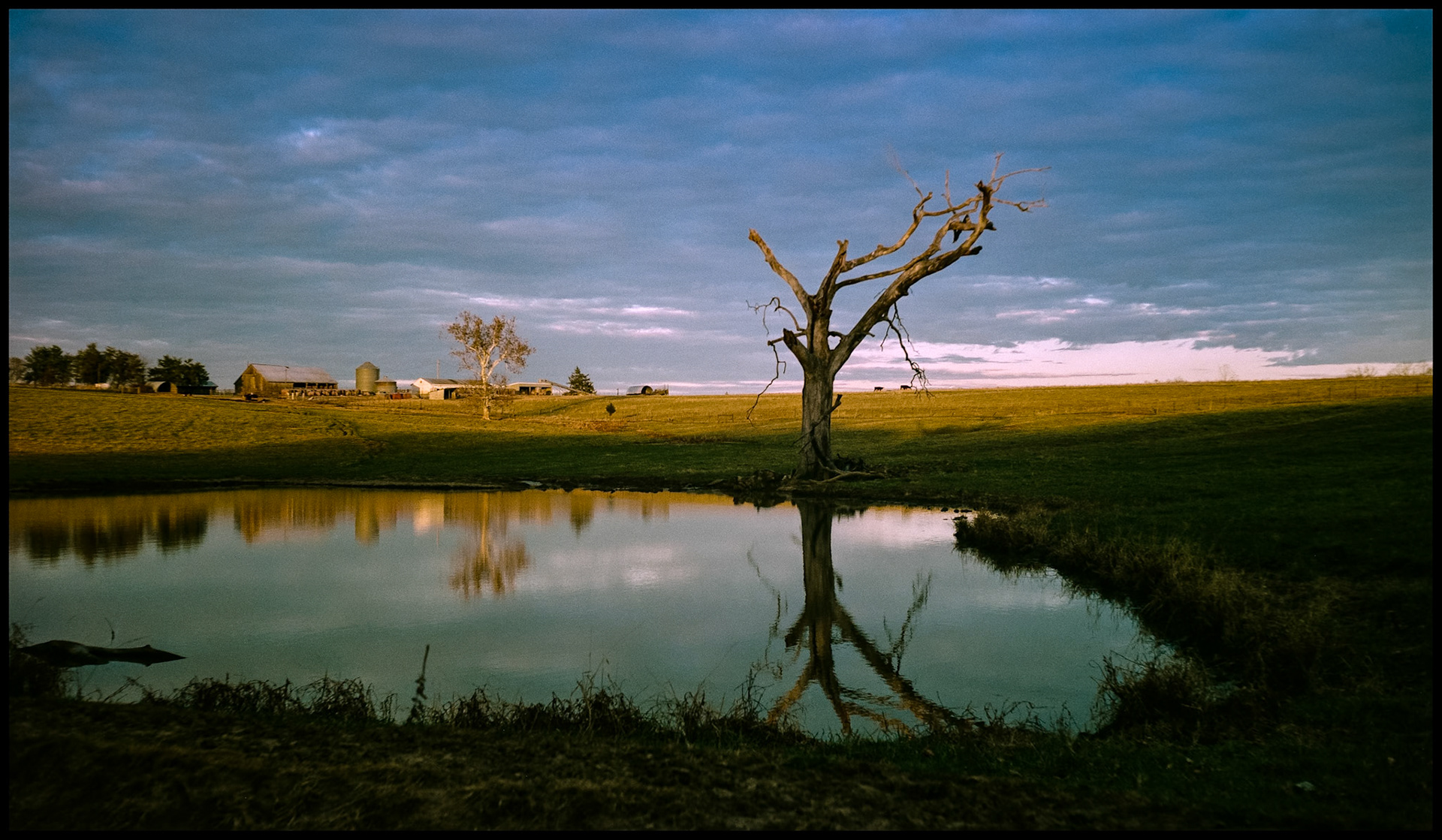 Farm buildings and cattle lit by the evening sun at the peak of a ridge with a dead tree and pond in shadow in the foreground. Near Columbia, Missouri USA, 1989.