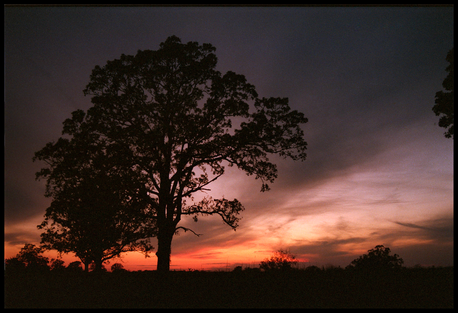 A sprawling tree silhouetted by the purple and orange fiery sunset. Near Rucker, Missouri USA 1993