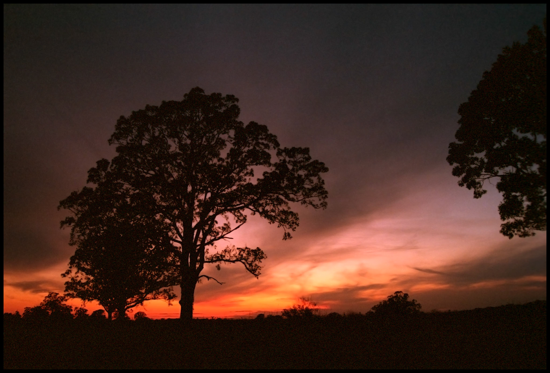 A sprawling tree silhouetted by the purple and orange fiery sunset. Near Rucker, Missouri USA 1993