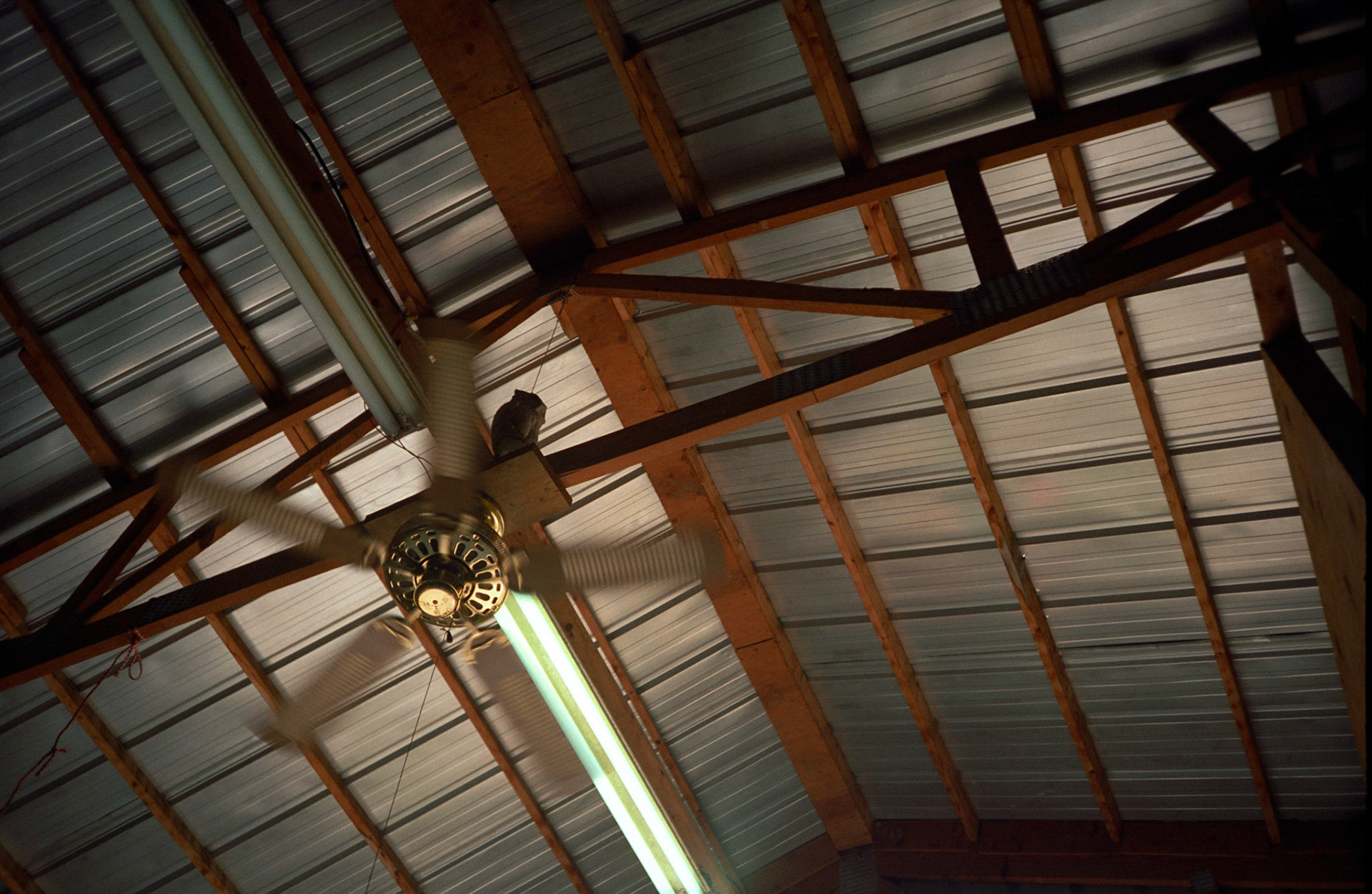 View of thewooden  rafters and roof of a metal building with a mtion blurred ceiling fan and flourescent ligghts.