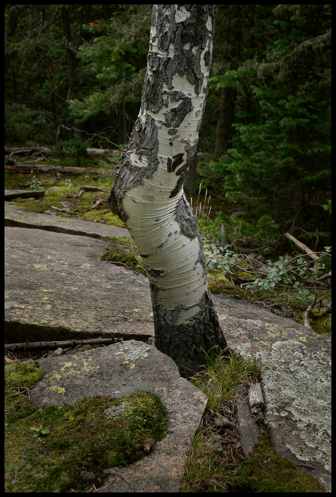 Detail of a bent Aspen tree trunk growing from a crack in lichen covered rock in Rocky Mountain National Park, Colorado USA.