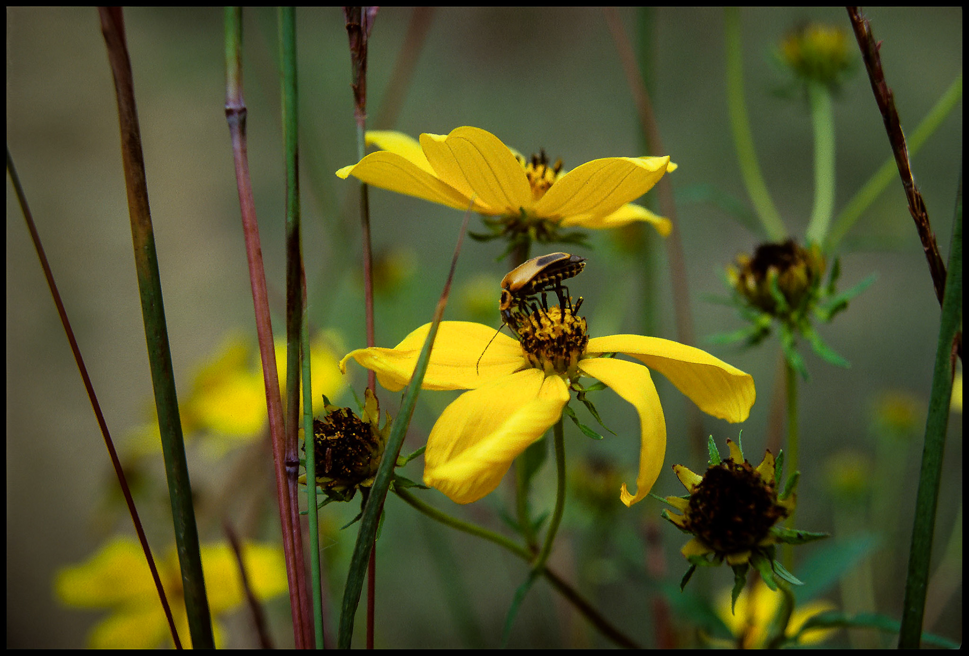 A soft focus impressionistic image of a Goldenrod soldier beetle perched on the wilting bud of a bright yellow Coneflower. Near Kirksville, Missouri, 1982.