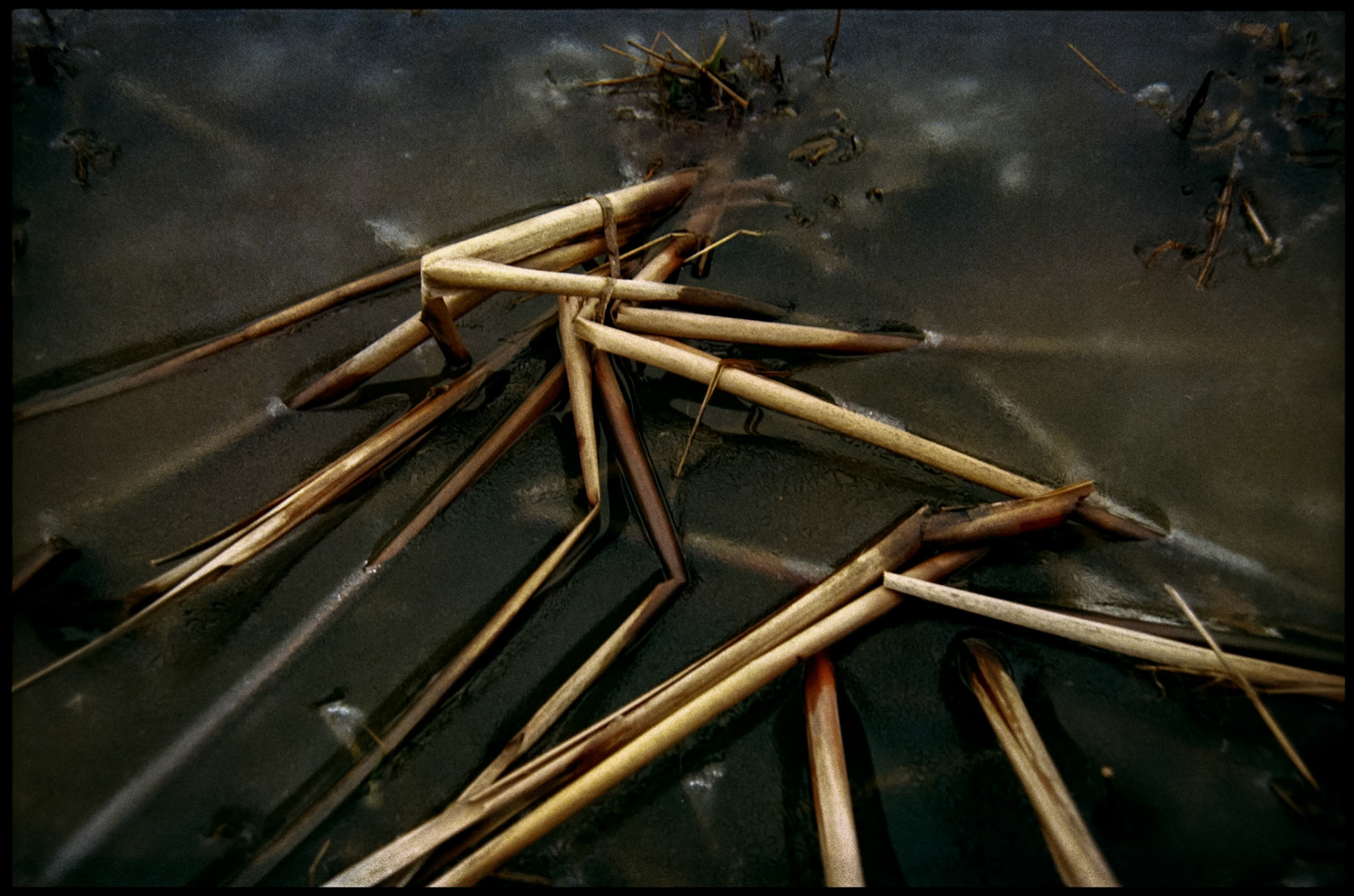 An abstract nature still life of bent dead cattail stalks below and above the ice at the edge of a lake making an interesting design. Near Kirksville, Missouri 1982.