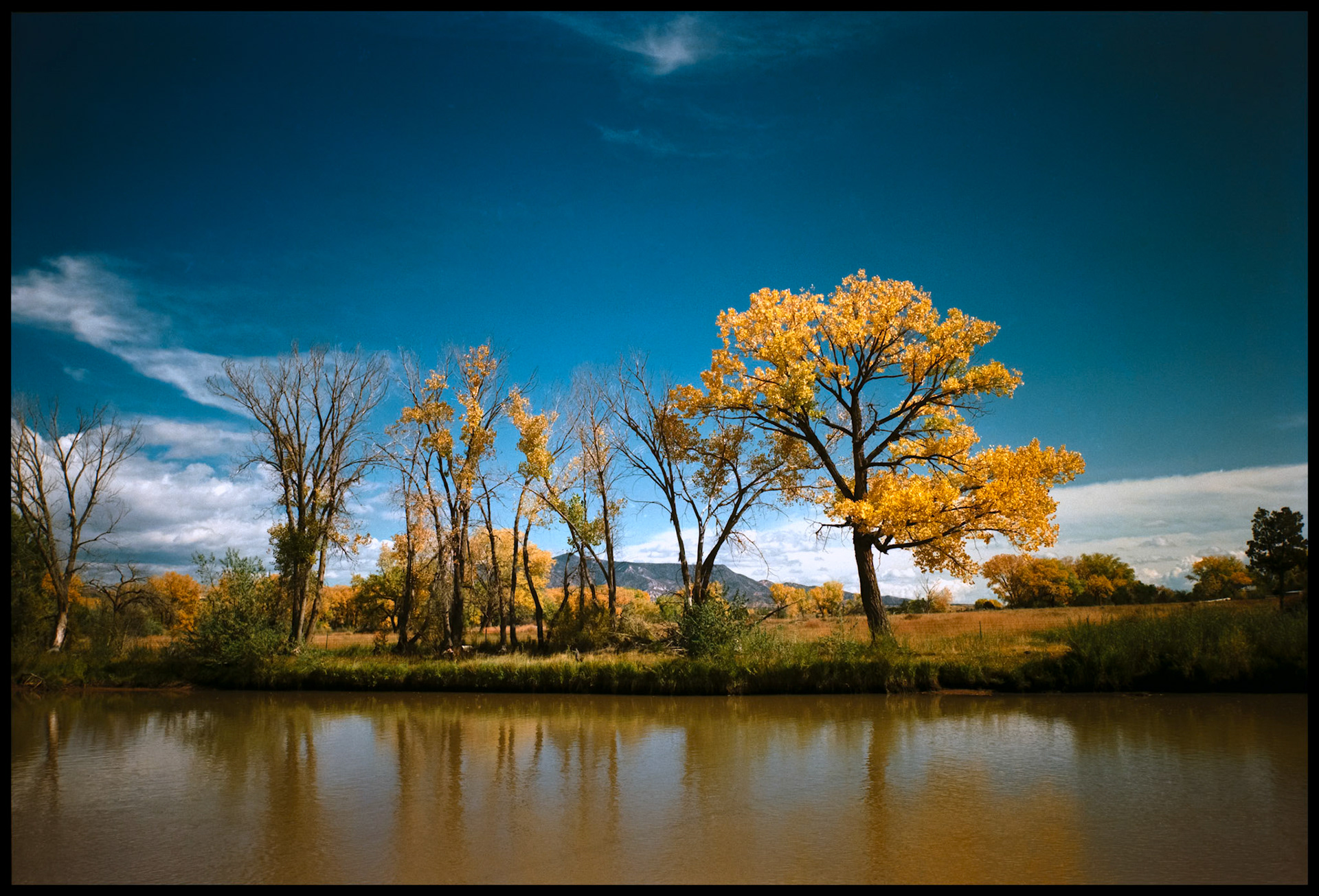 A group of trees bordering a New Mexico river in Autumn, dominated by a a tree festooned with bright yellow/orange leaves. Distant mountains and a contrasting blue sky with clouds in the distance make up the background for this peaceful scene. Near Taos New Mexico 1993