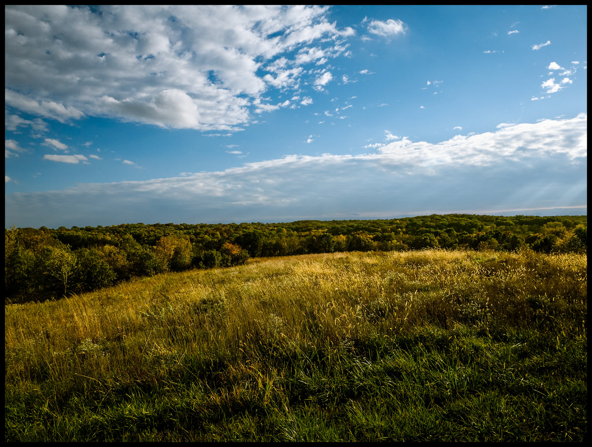 A golden field leading to a forest starting to show its Autumn colors with puffy clouds partially obscuring a blue sky. Near Pure Air, Missouri. 2023