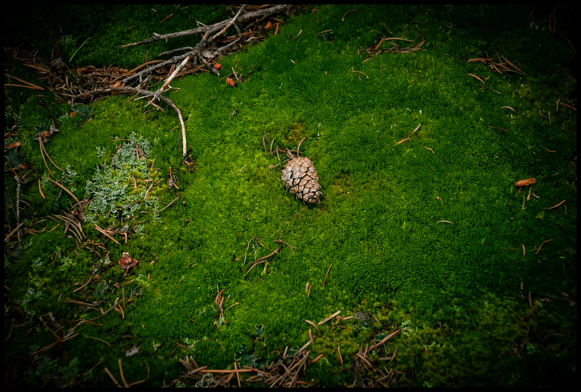A minimal forest still life of a solitary pine cone laying on a bed of lush green moss and lichen surrounded by fallen pine needles and twigs. Rocky Mountain National Park, Colorado USA