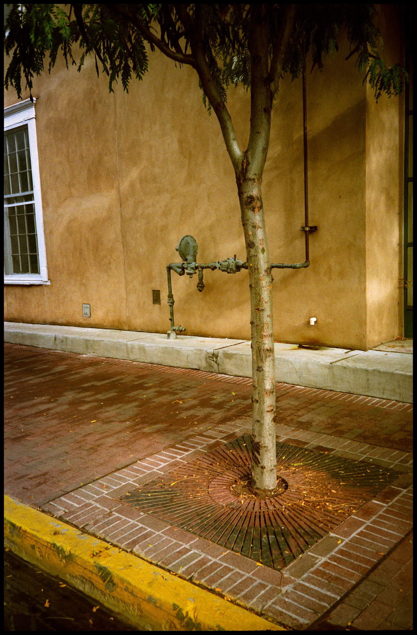 A minimal abstract view of a tree planted in a brick sidewalk in downtown Santa Fe New Mexico USA 1993