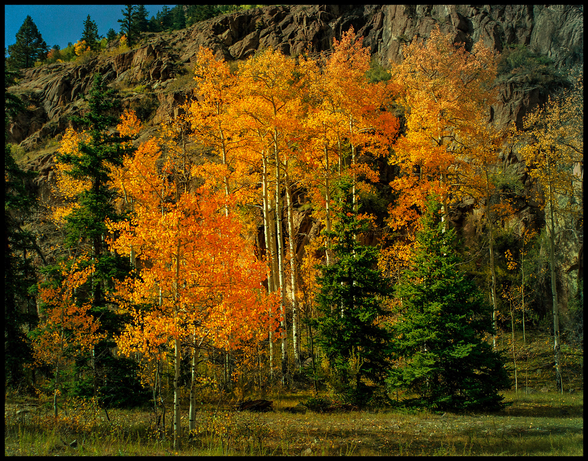 Blazing orange leaved aspen trees amongst pines at the edge of a mountain meadow near Lake City, Colorado. 1992