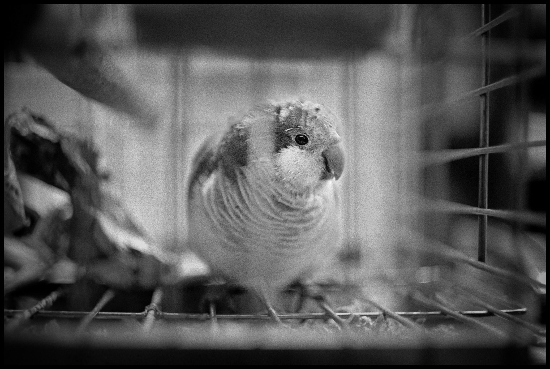 A vintage grainy black and white detail of a parrot in a cage "eyeing" the photographer in a Foosball parlor. Kirksville, Missouri 1977