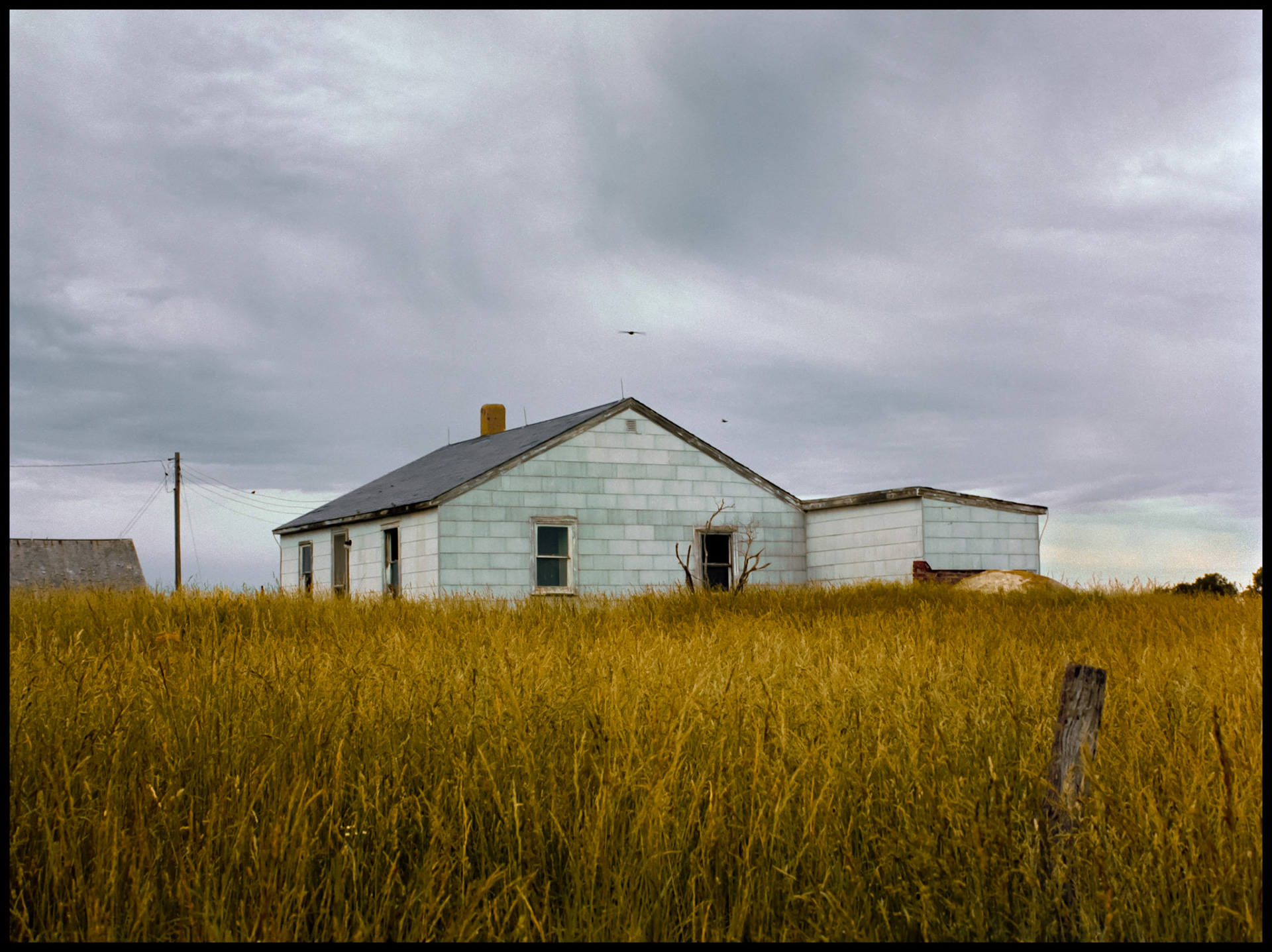 Birds circling an abandoned farmhouse on an overcast day with golden grass in the foreground. Near Bethel, Missouri, USA, 1981.