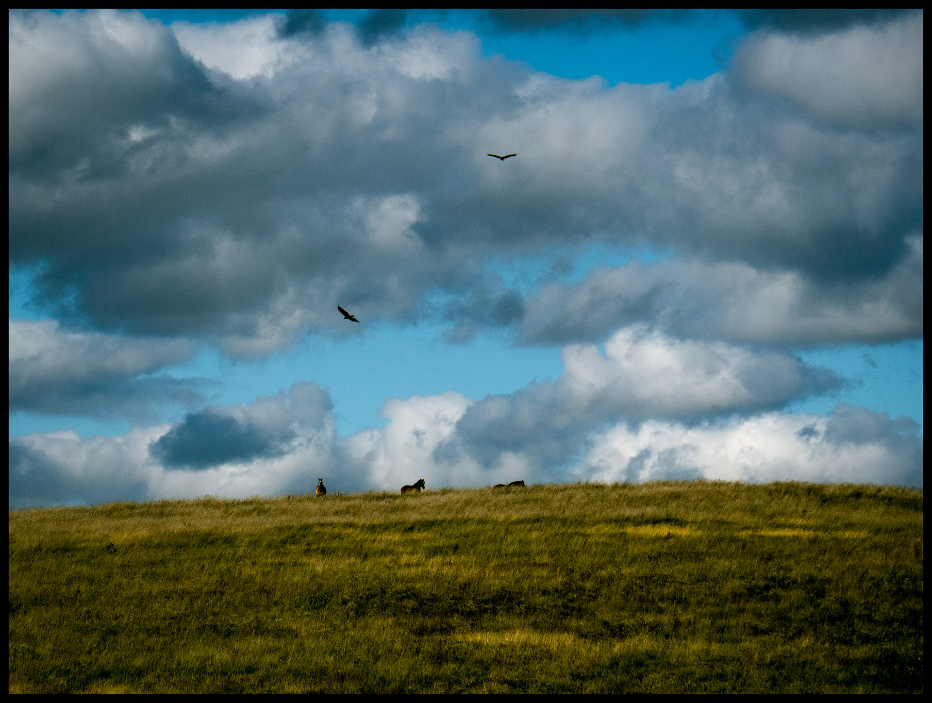 Three horses grazing at the peak of an open prairie hill while two black vultures circle over head beneath puffy clouds on an Autumn day. Near South Gifford, Missouri, 2023.