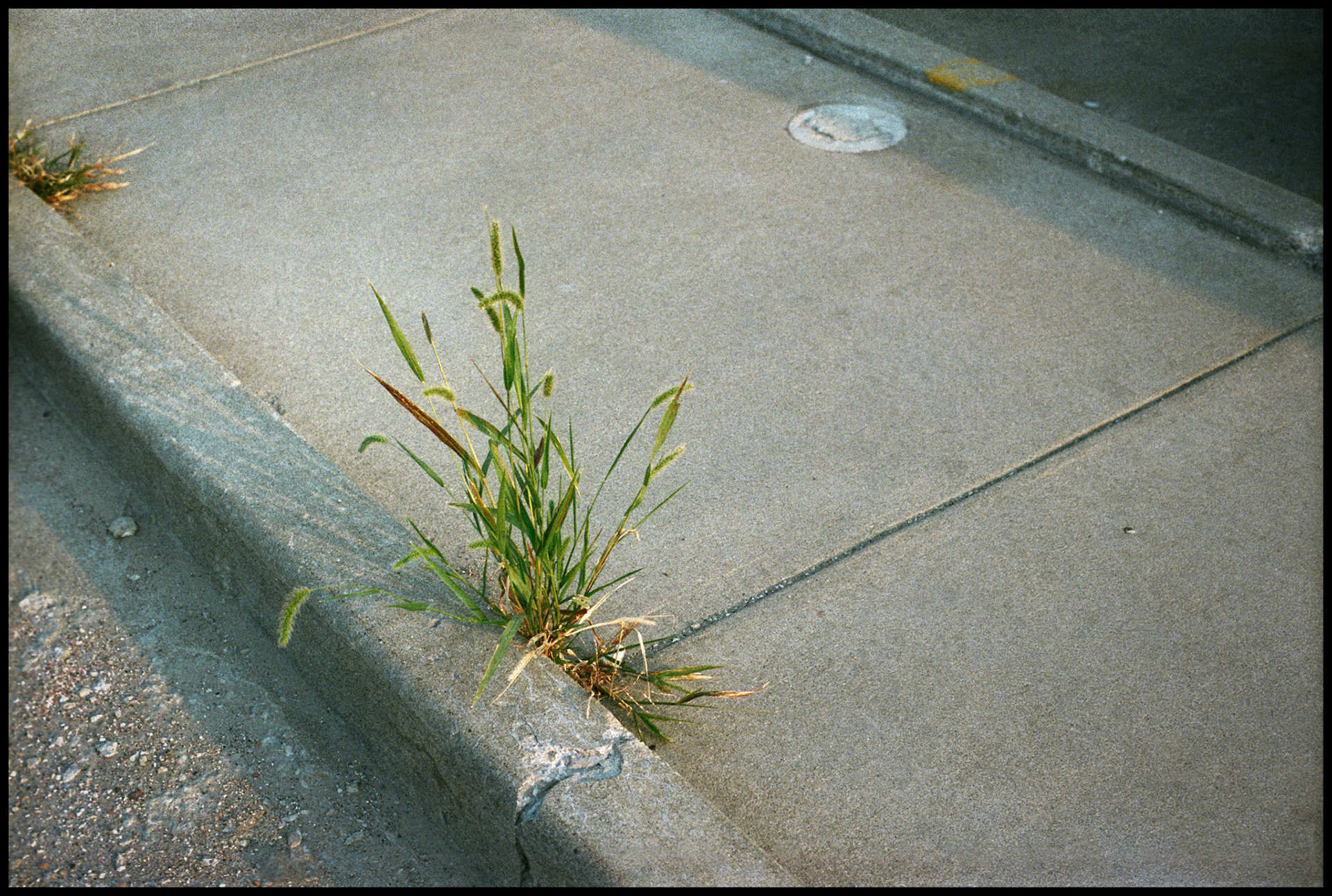 Grass growing, against all odds, out of the crack in a sidewalk contrasting the stark lines of the concrete and anchoring an interesting composition. Kirksville Missouri 1983