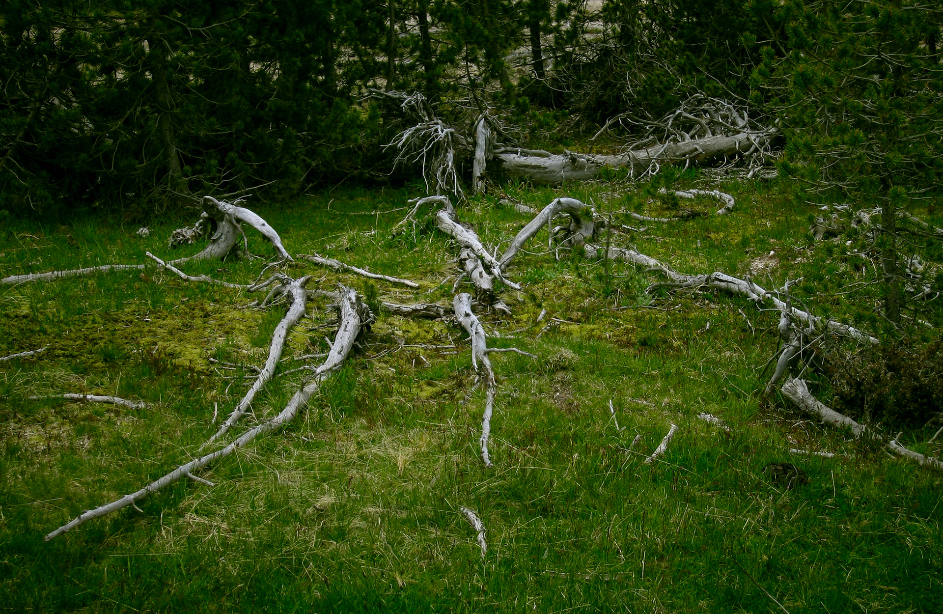 A forest still life of silver fallen barkless tree trunks and branches making interesting lines on the forest floor. Yellowstone National Park Wyoming USA 2005