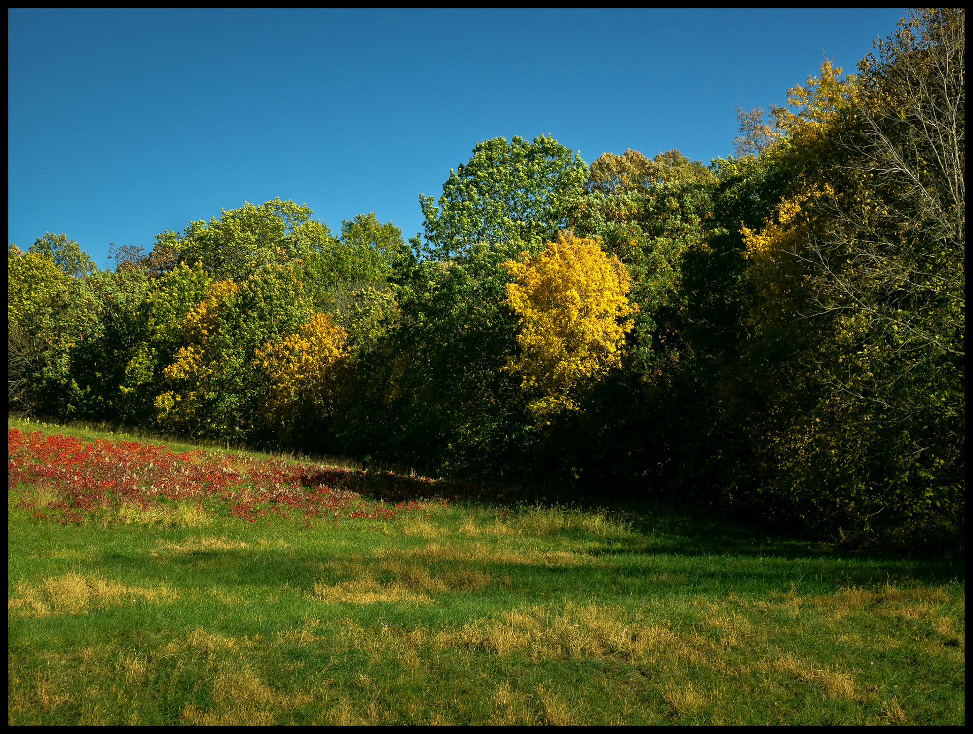 Splashes of red and yellow on a hillside pasture and tree line as Autumn sets in in Northeast Missouri. Near South Gifford, Missouri. 2023